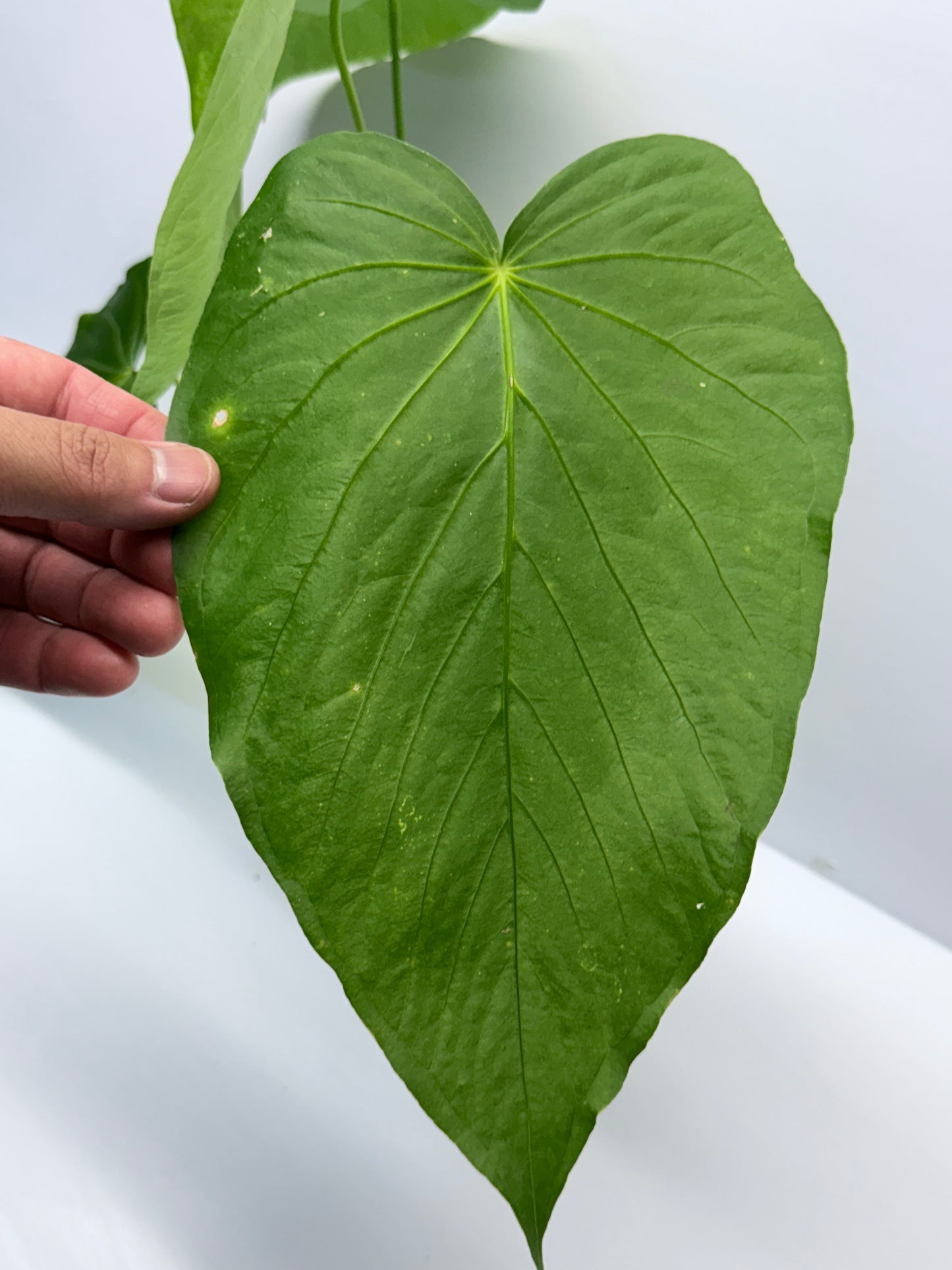 Anthurium Schottianum Large - Rarely Offered P81