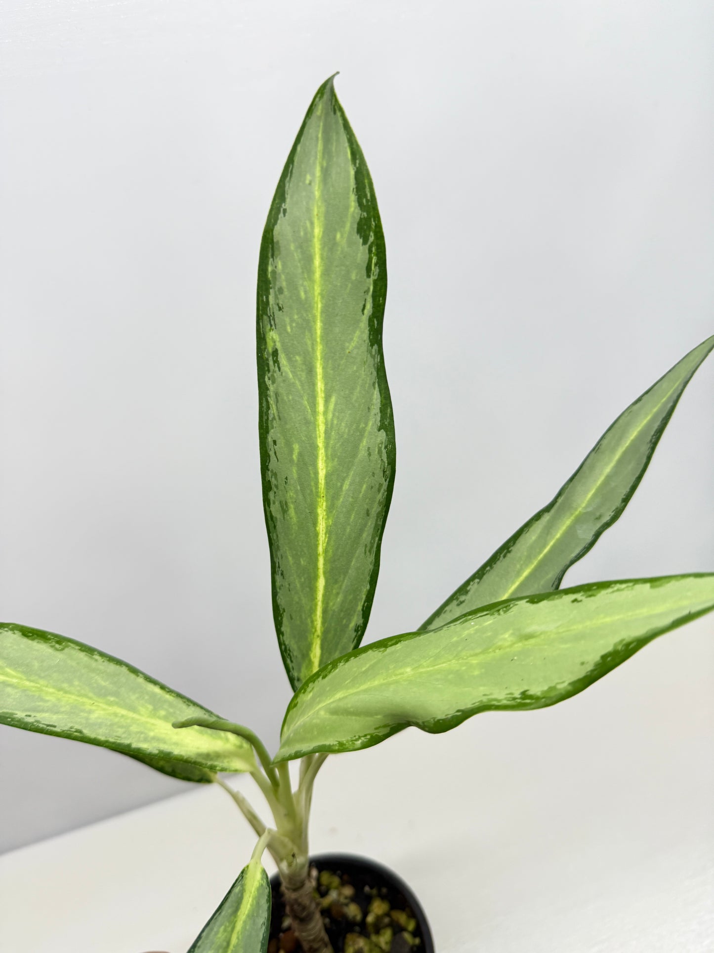Aglaonema White Lance Y12