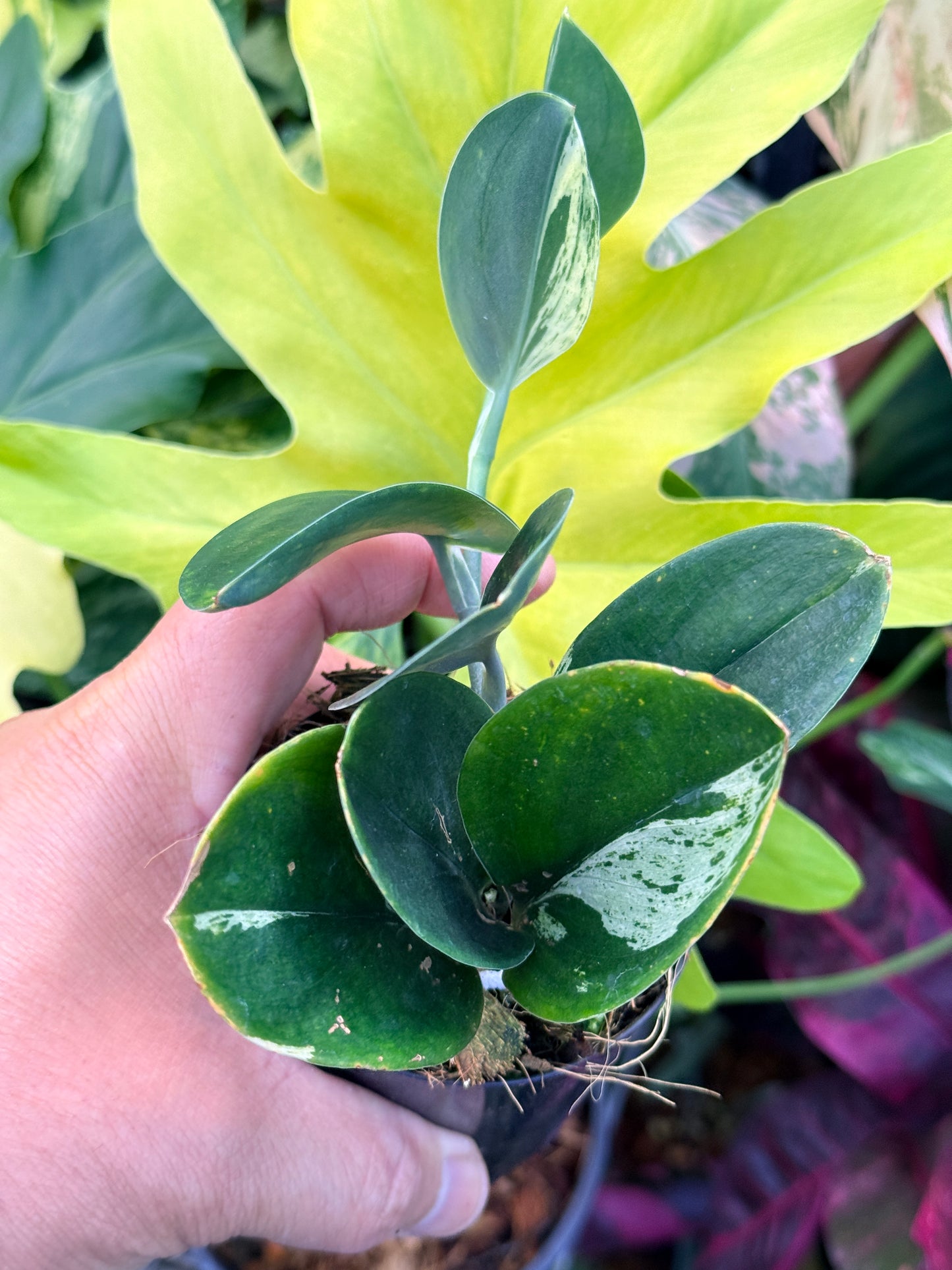 Scindapsus treubii 'Dark Variegation' Q36