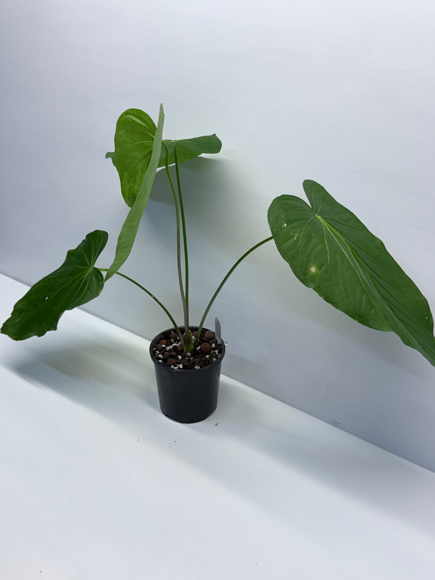 Anthurium Schottianum Large - Rarely Offered P81