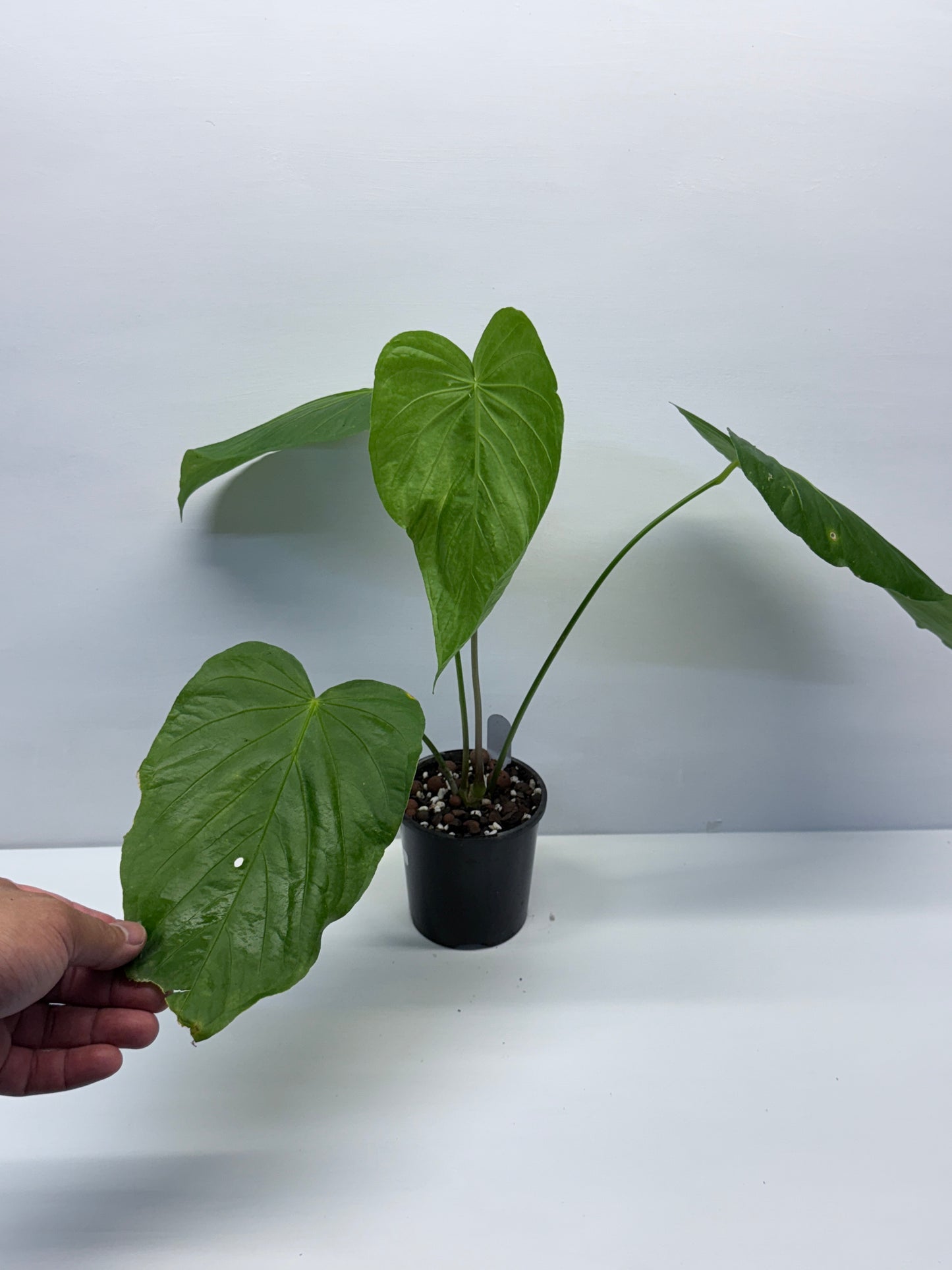 Anthurium Schottianum Large - Rarely Offered P81