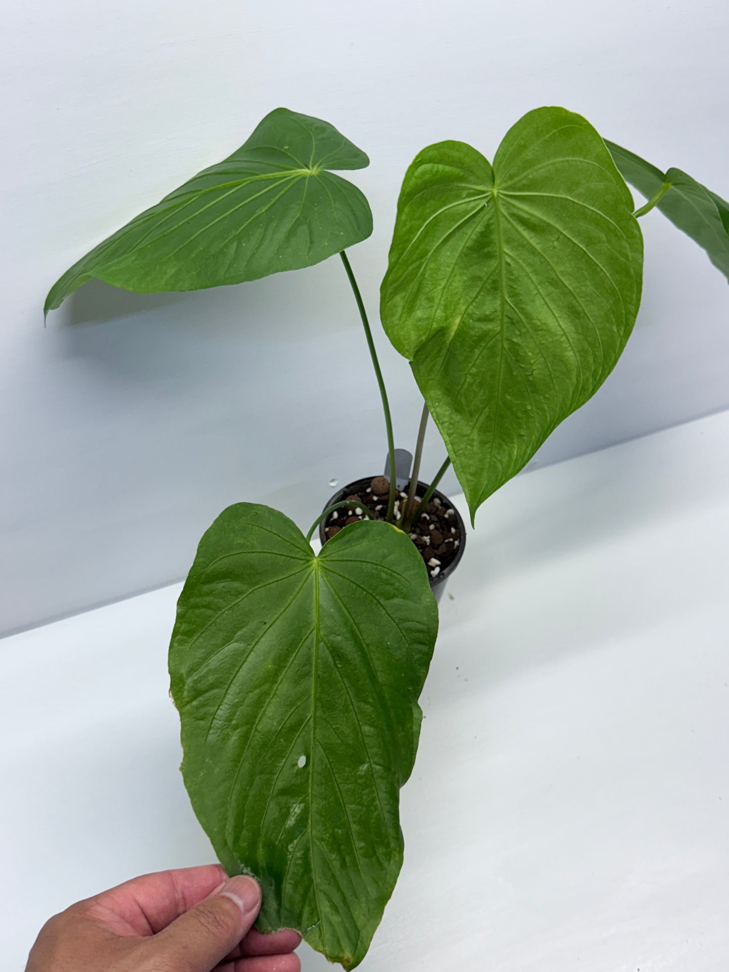 Anthurium Schottianum Large - Rarely Offered P81