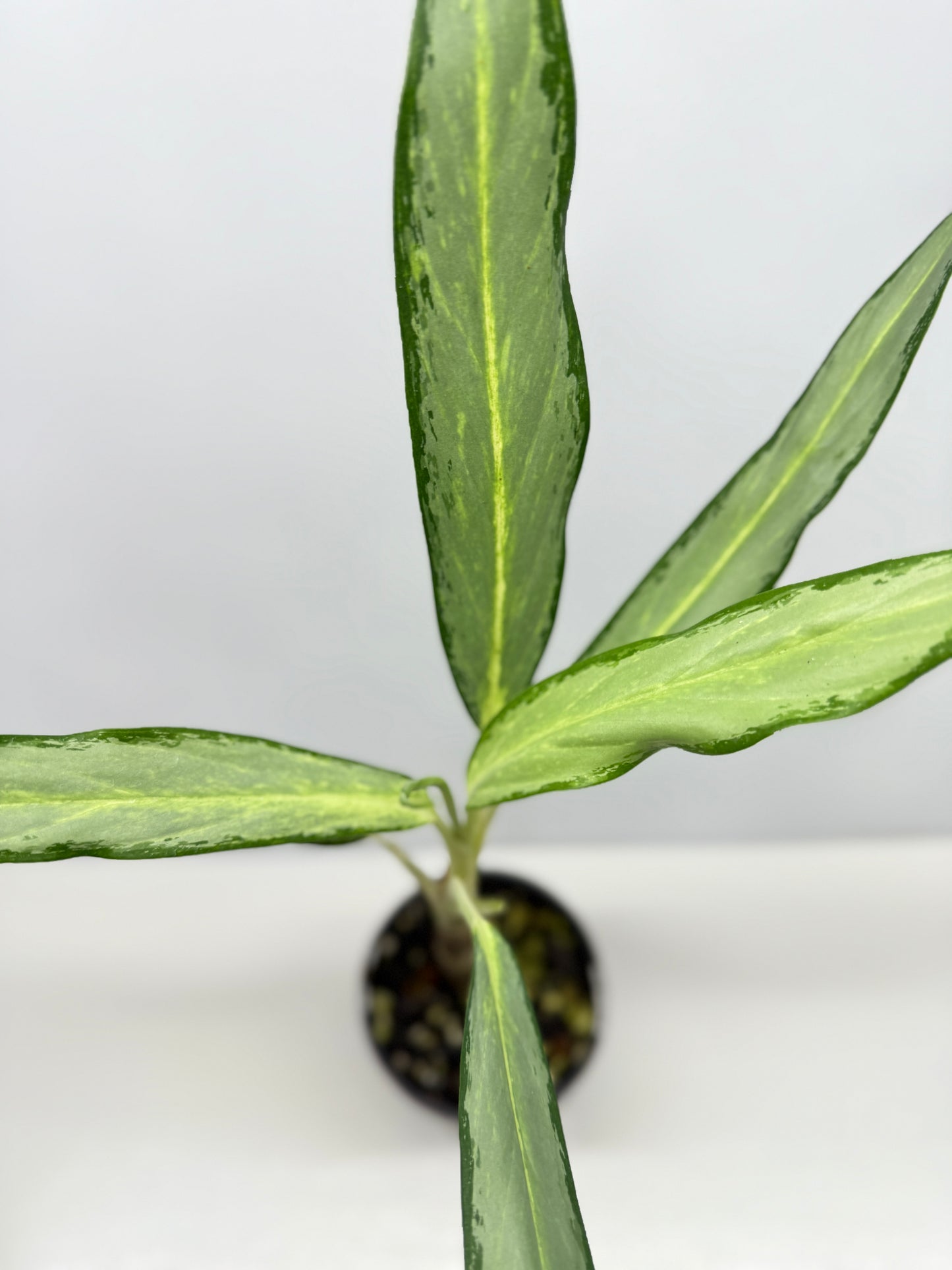 Aglaonema White Lance Y12