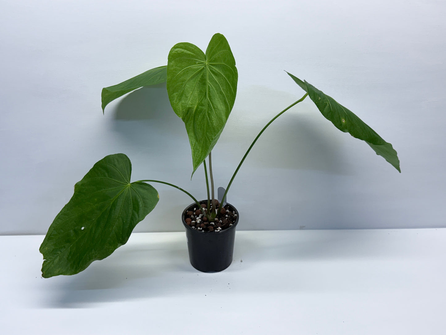 Anthurium Schottianum Large - Rarely Offered P81