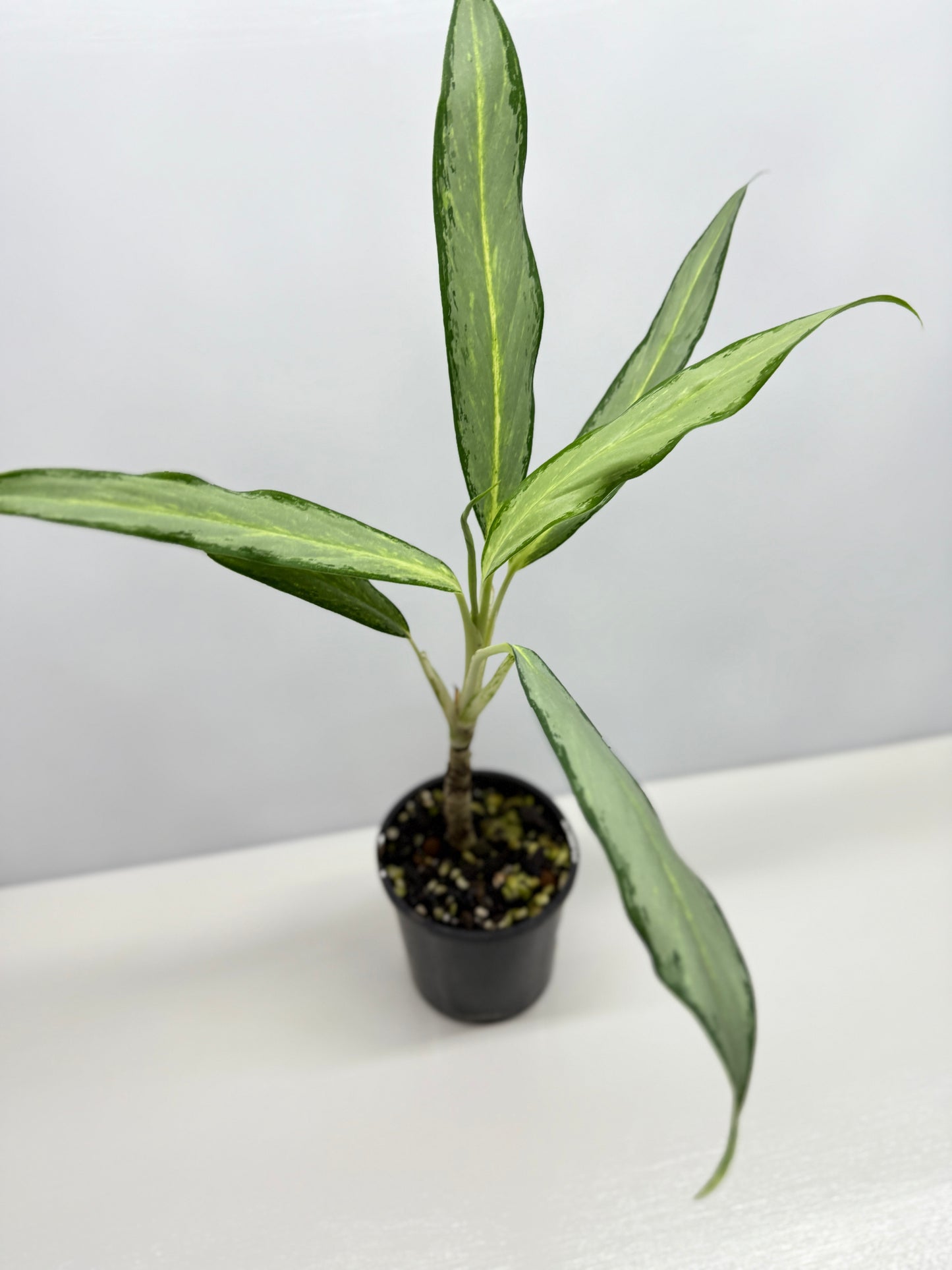 Aglaonema White Lance Y12