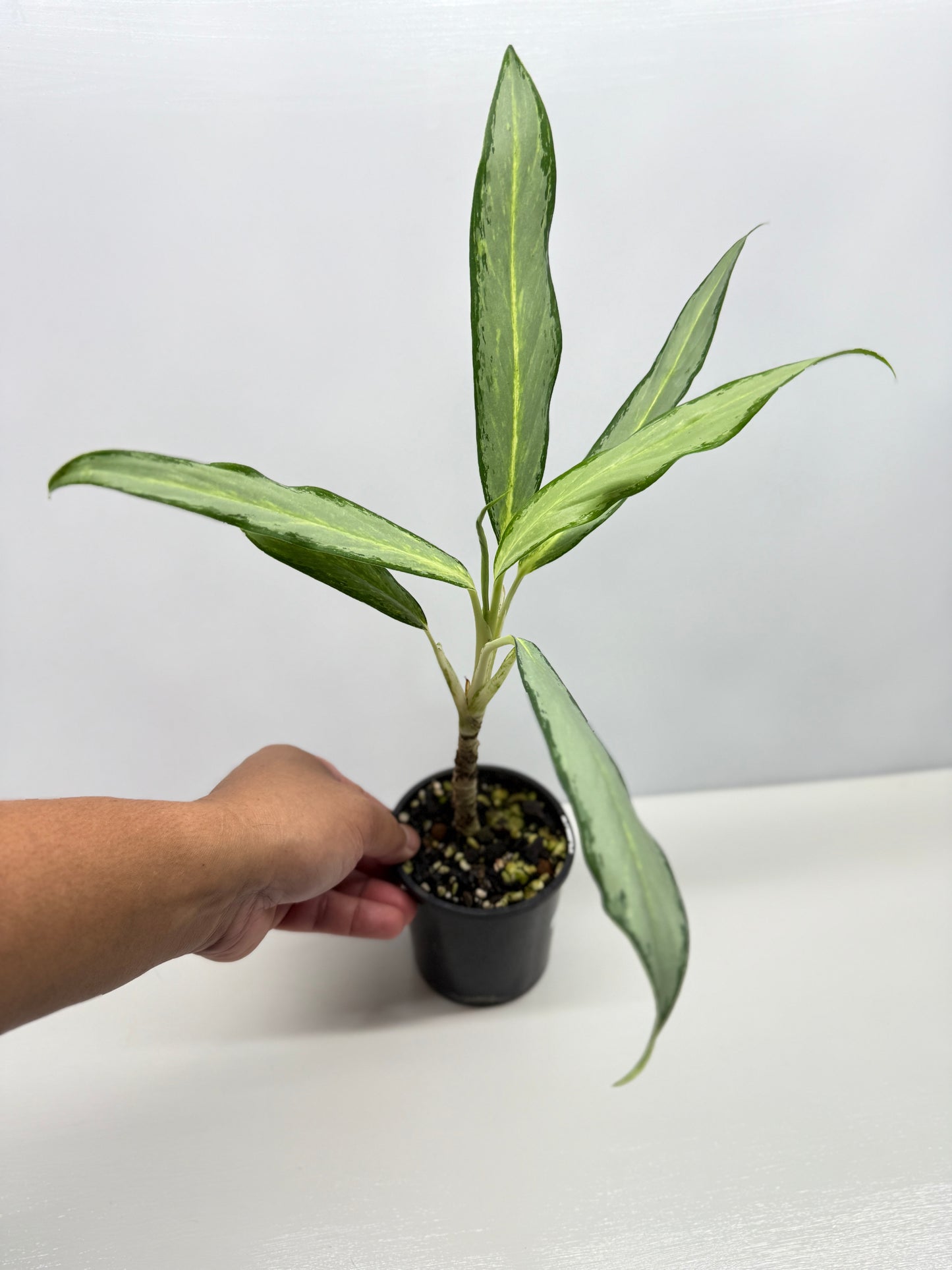 Aglaonema White Lance Y12