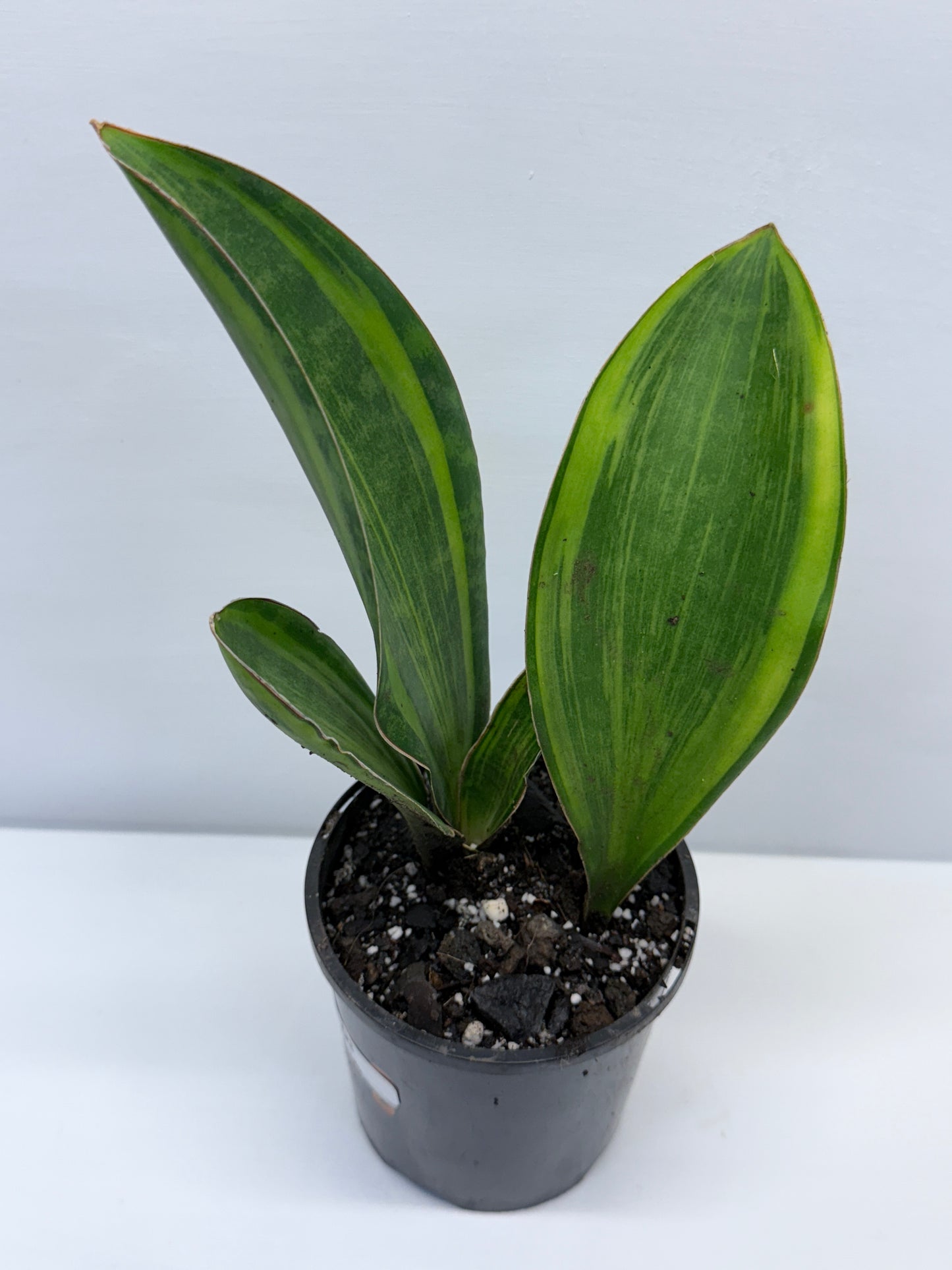 Sansevieria masoniana Variegated Whale Fin Snake Plant Q3
