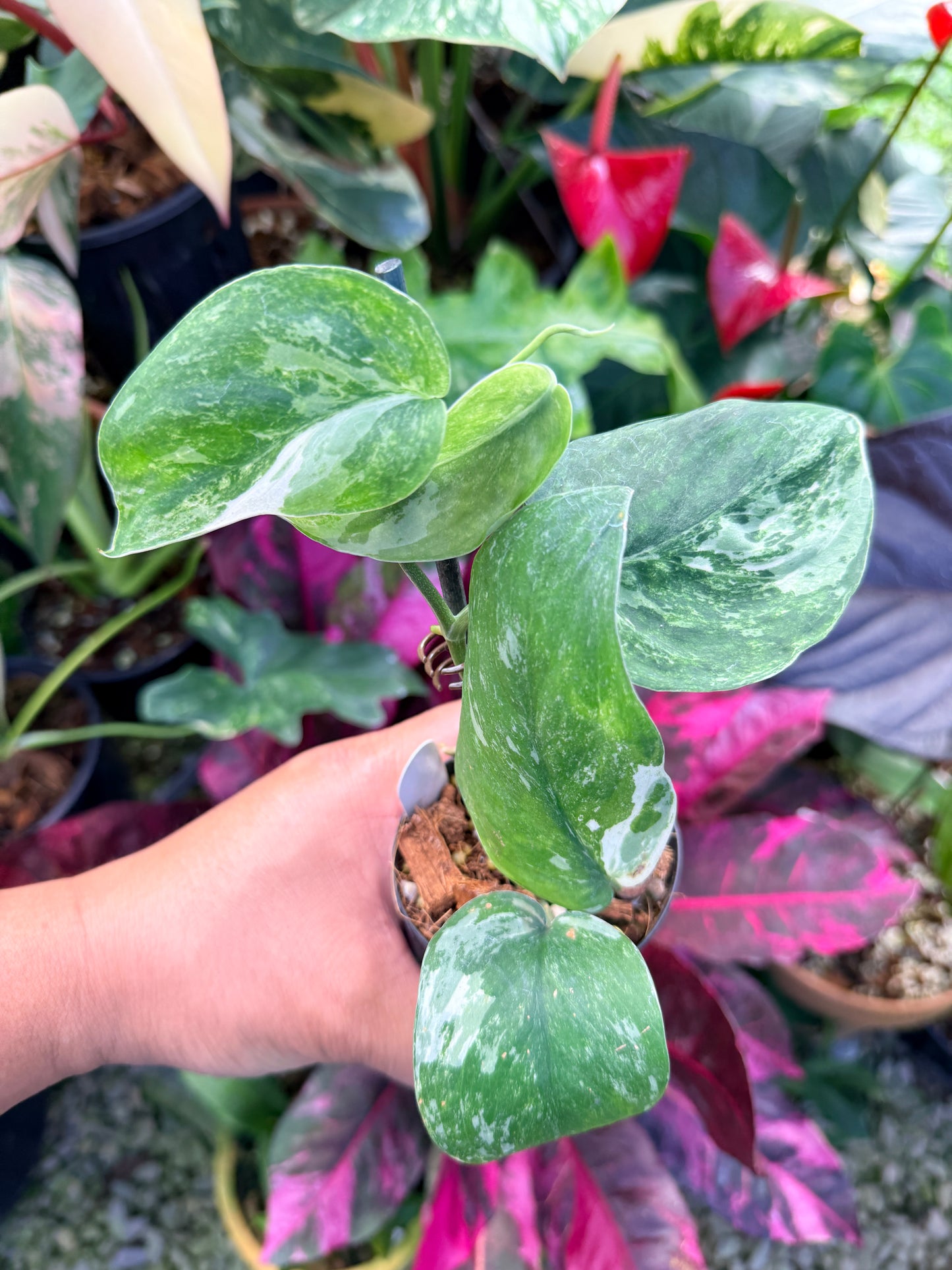 Scindapsus pictus 'Jade Satin White Mint' Q34