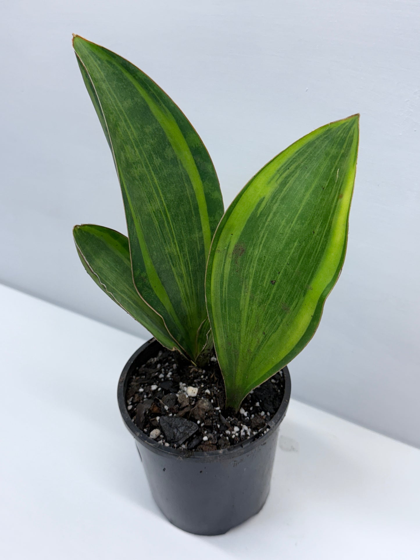 Sansevieria masoniana Variegated Whale Fin Snake Plant Q3