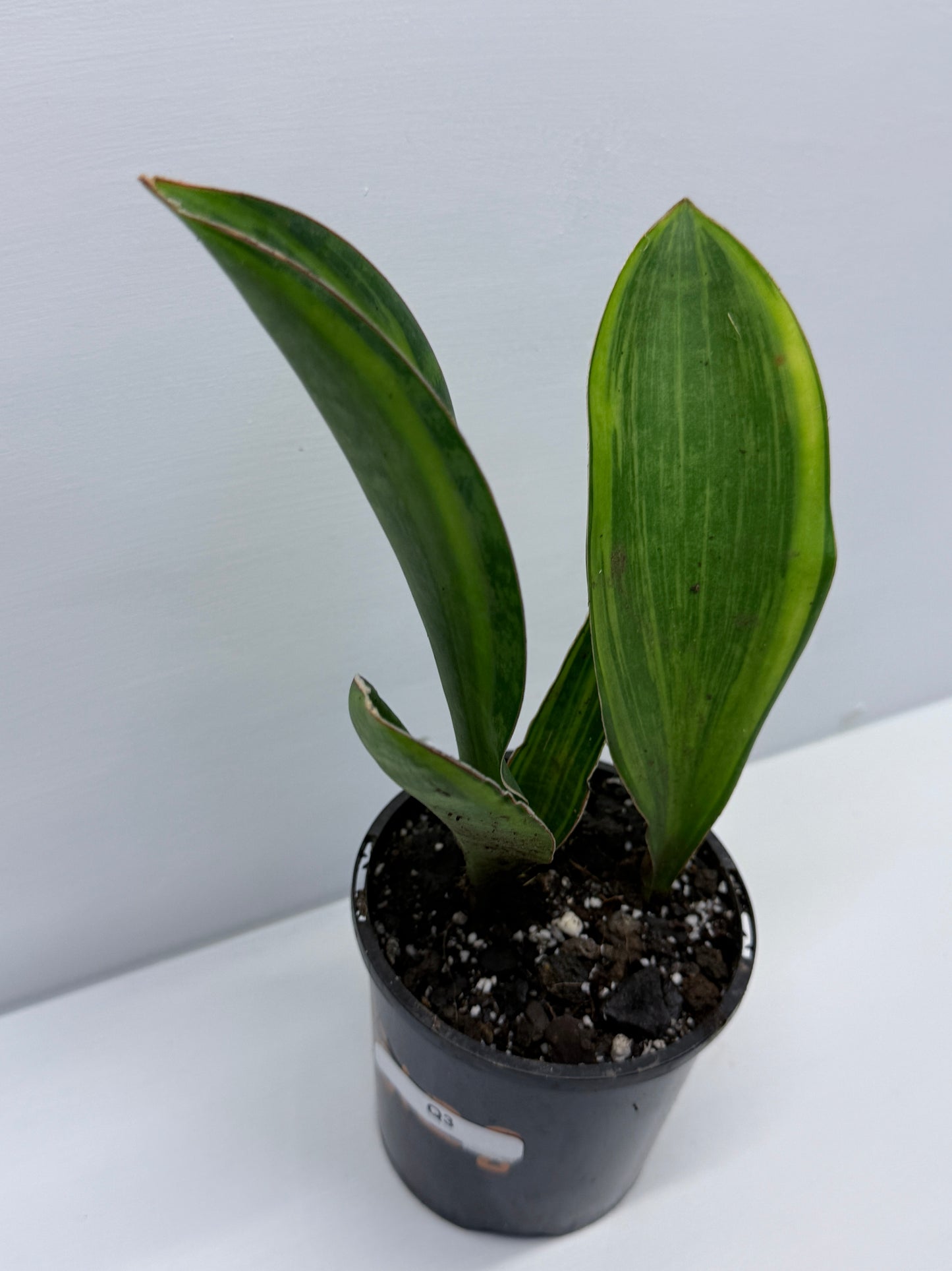 Sansevieria masoniana Variegated Whale Fin Snake Plant Q3