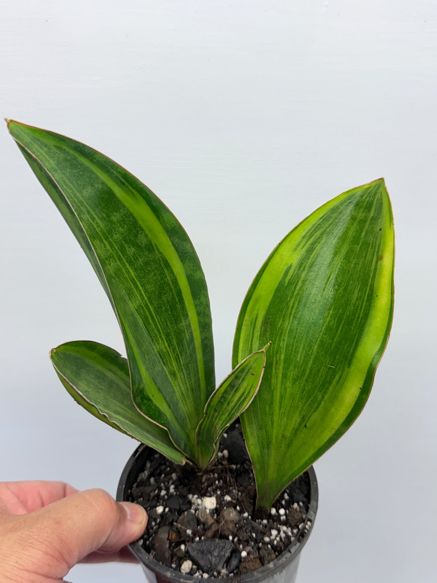 Sansevieria masoniana Variegated Whale Fin Snake Plant Q3