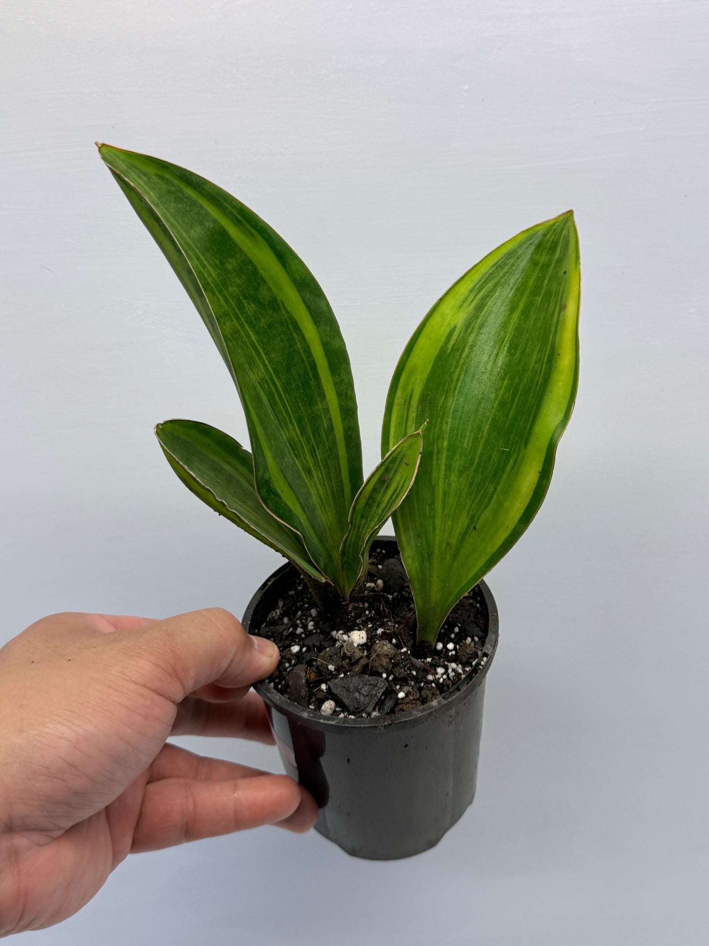 Sansevieria masoniana Variegated Whale Fin Snake Plant Q3