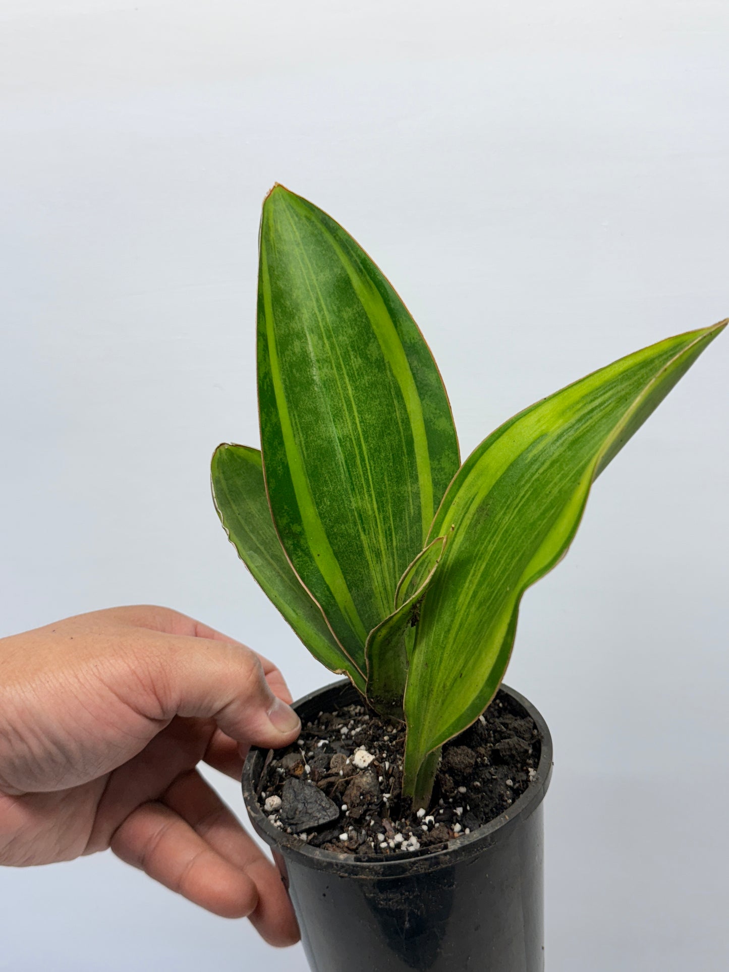 Sansevieria masoniana Variegated Whale Fin Snake Plant Q3