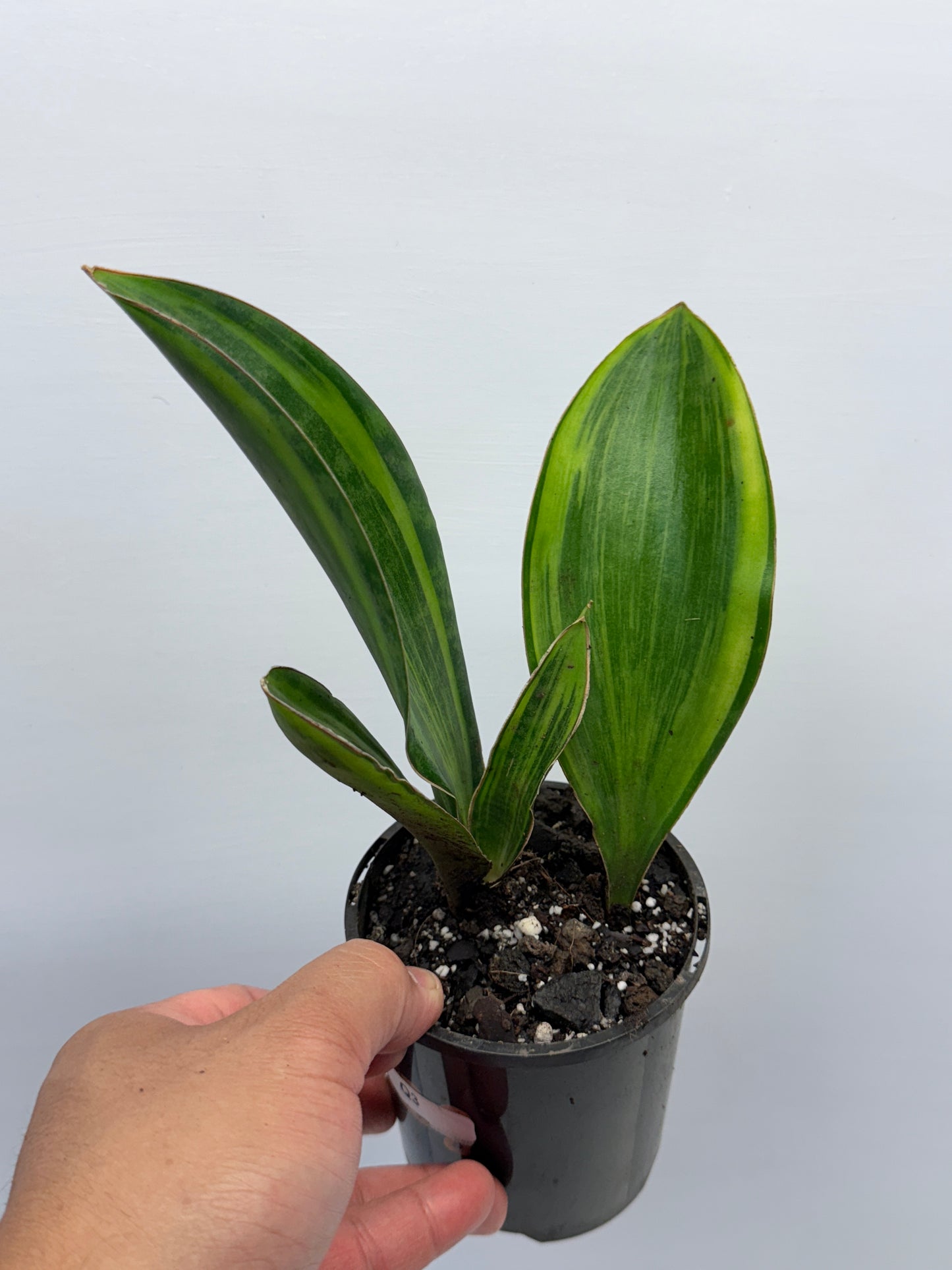 Sansevieria masoniana Variegated Whale Fin Snake Plant Q3