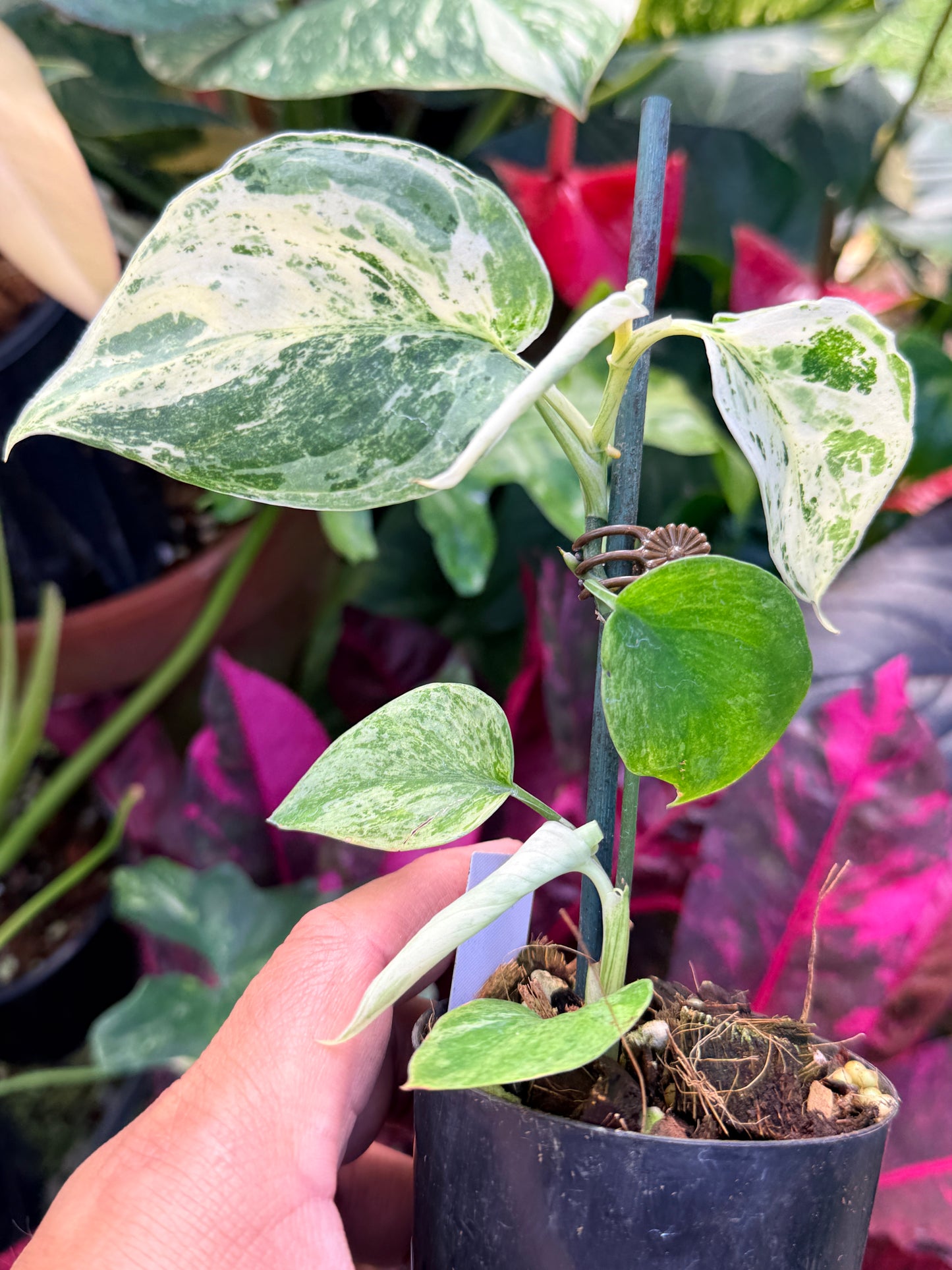 Scindapsus pictus 'Jade Satin White Mint' Q35