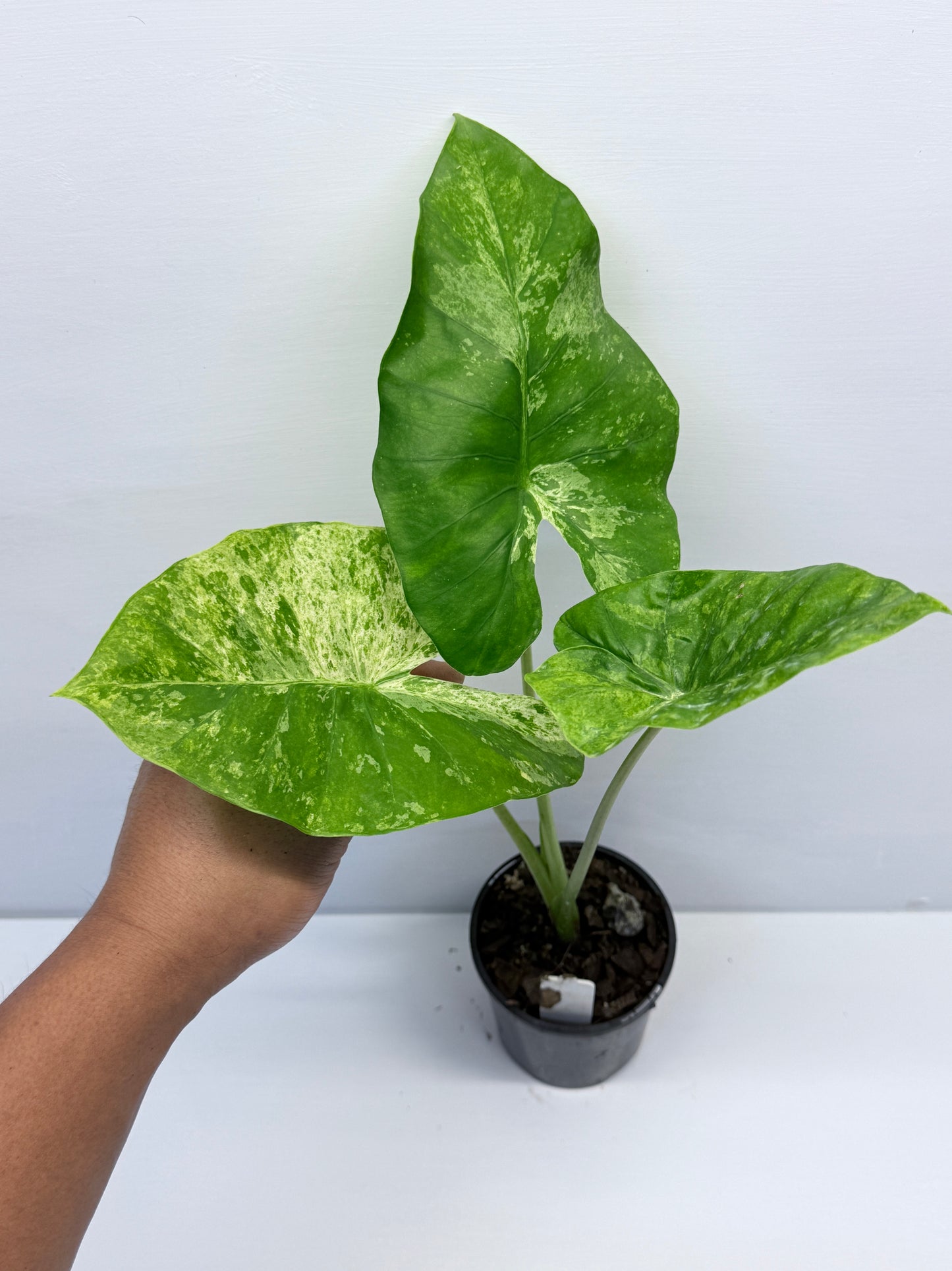 Alocasia Macrorrhiza Camouflage Q7