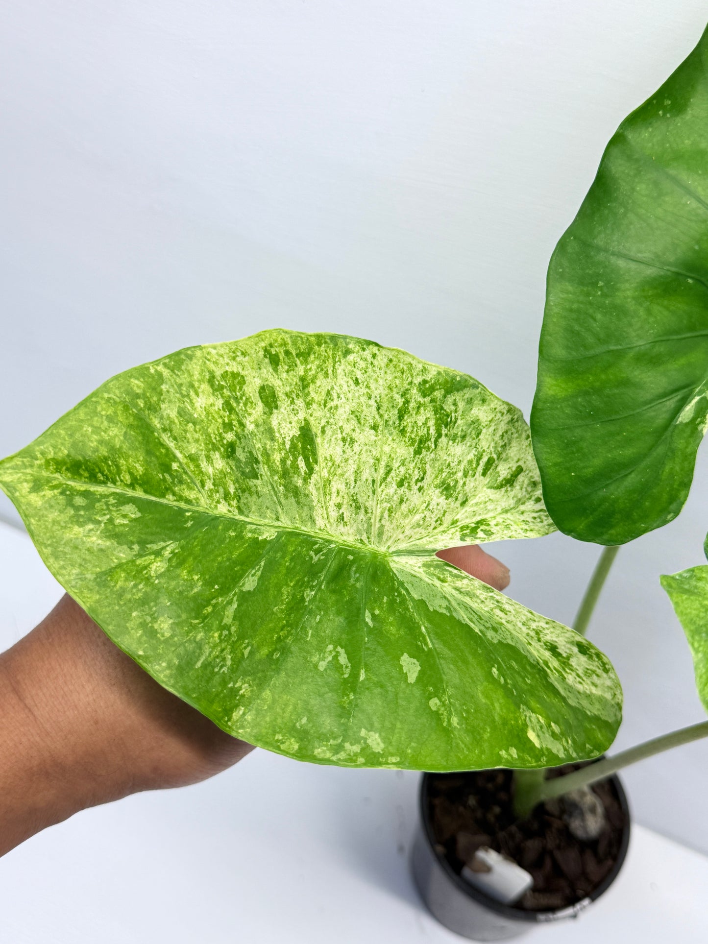 Alocasia Macrorrhiza Camouflage Q7