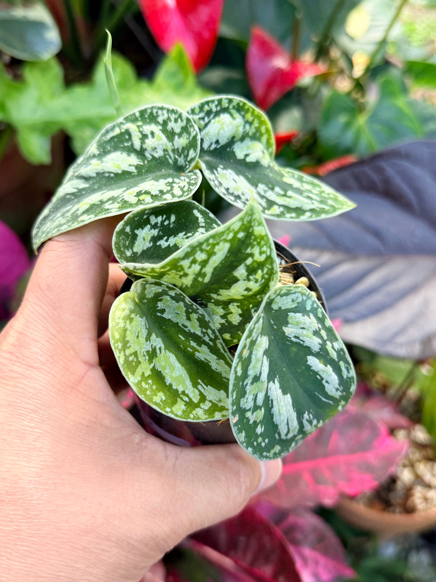 Scindapsus pictus 'Tricolor' Q32