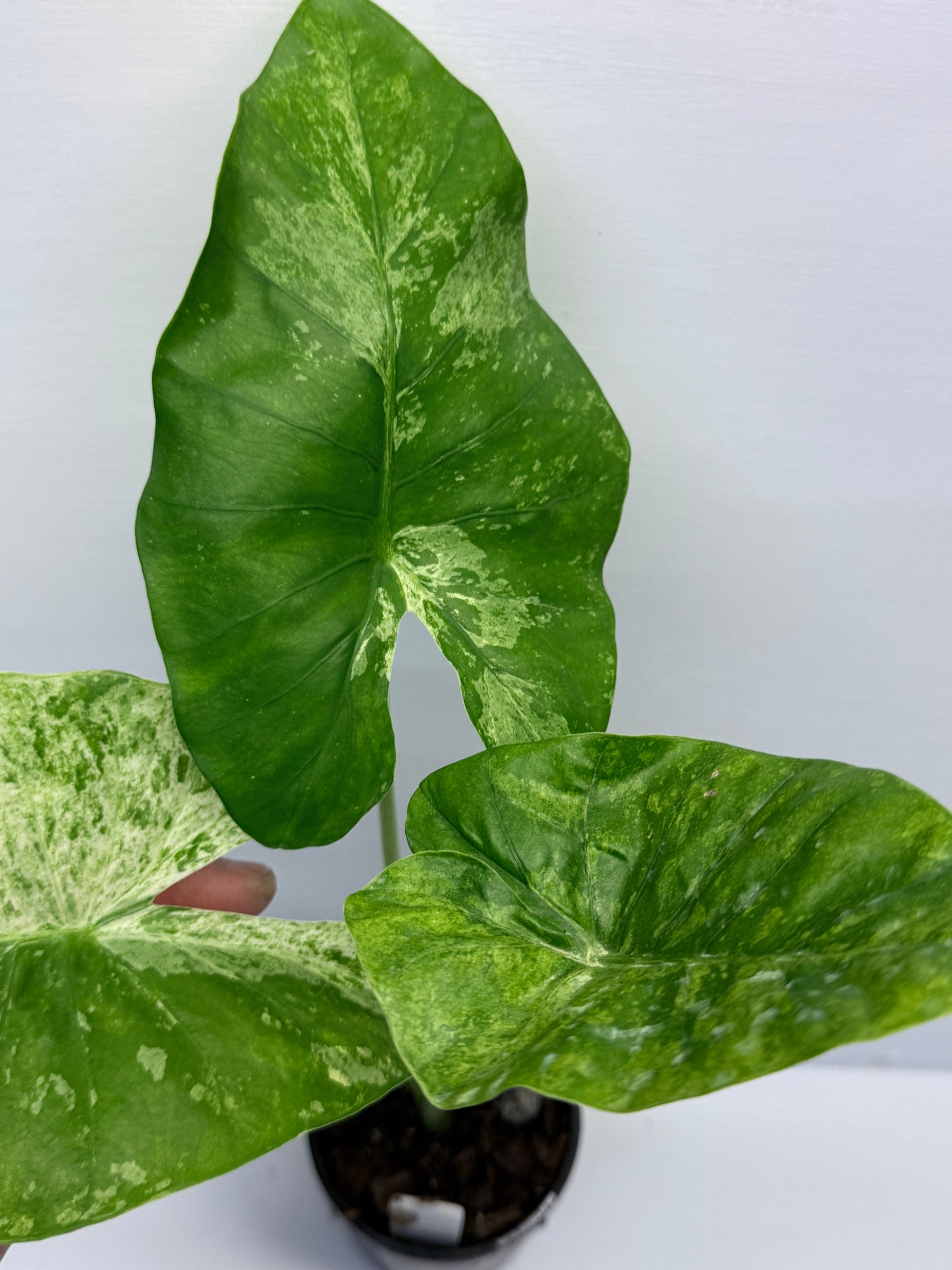 Alocasia Macrorrhiza Camouflage Q7