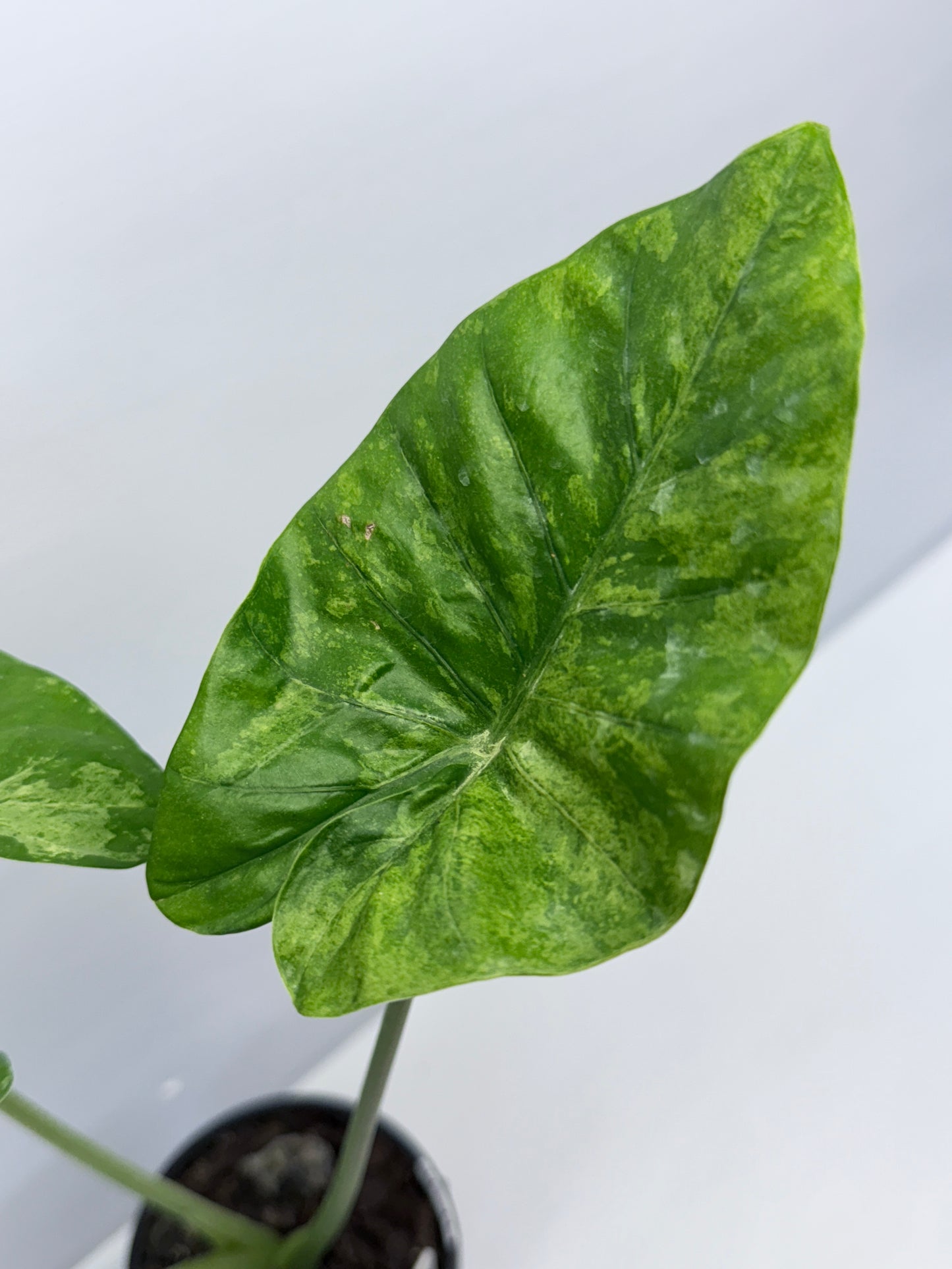 Alocasia Macrorrhiza Camouflage Q7