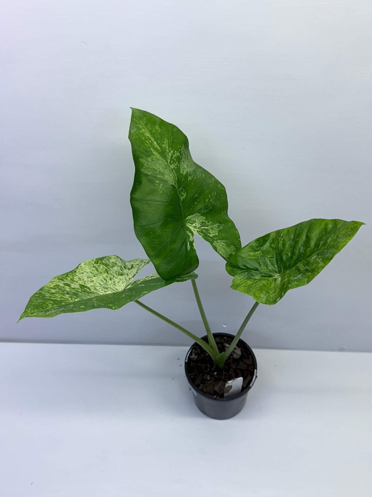 Alocasia Macrorrhiza Camouflage Q7