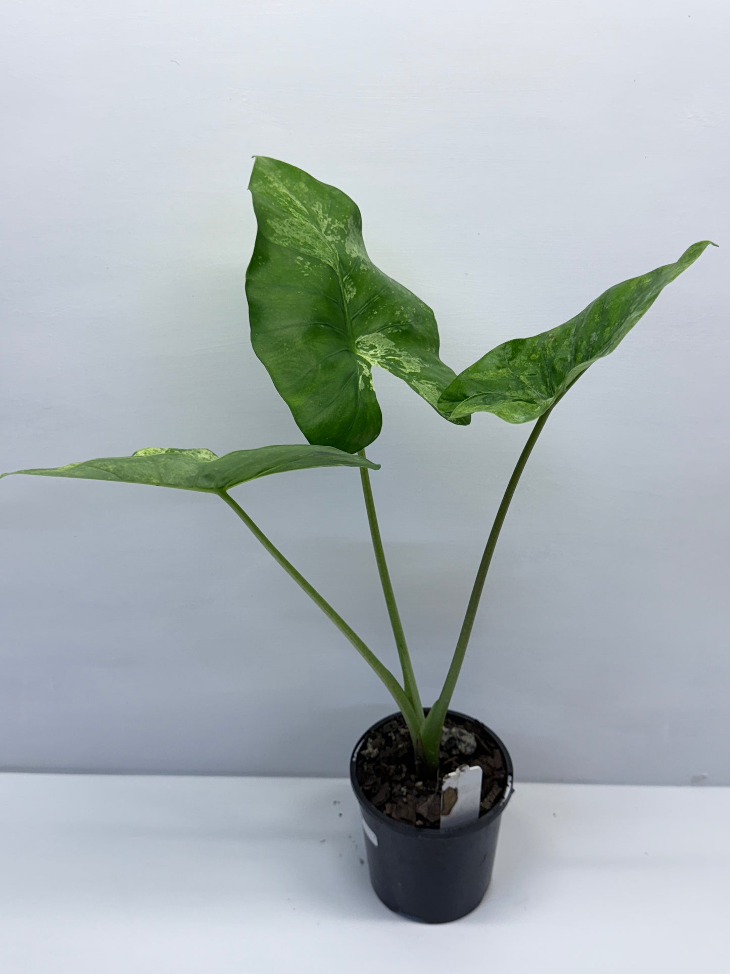 Alocasia Macrorrhiza Camouflage Q7