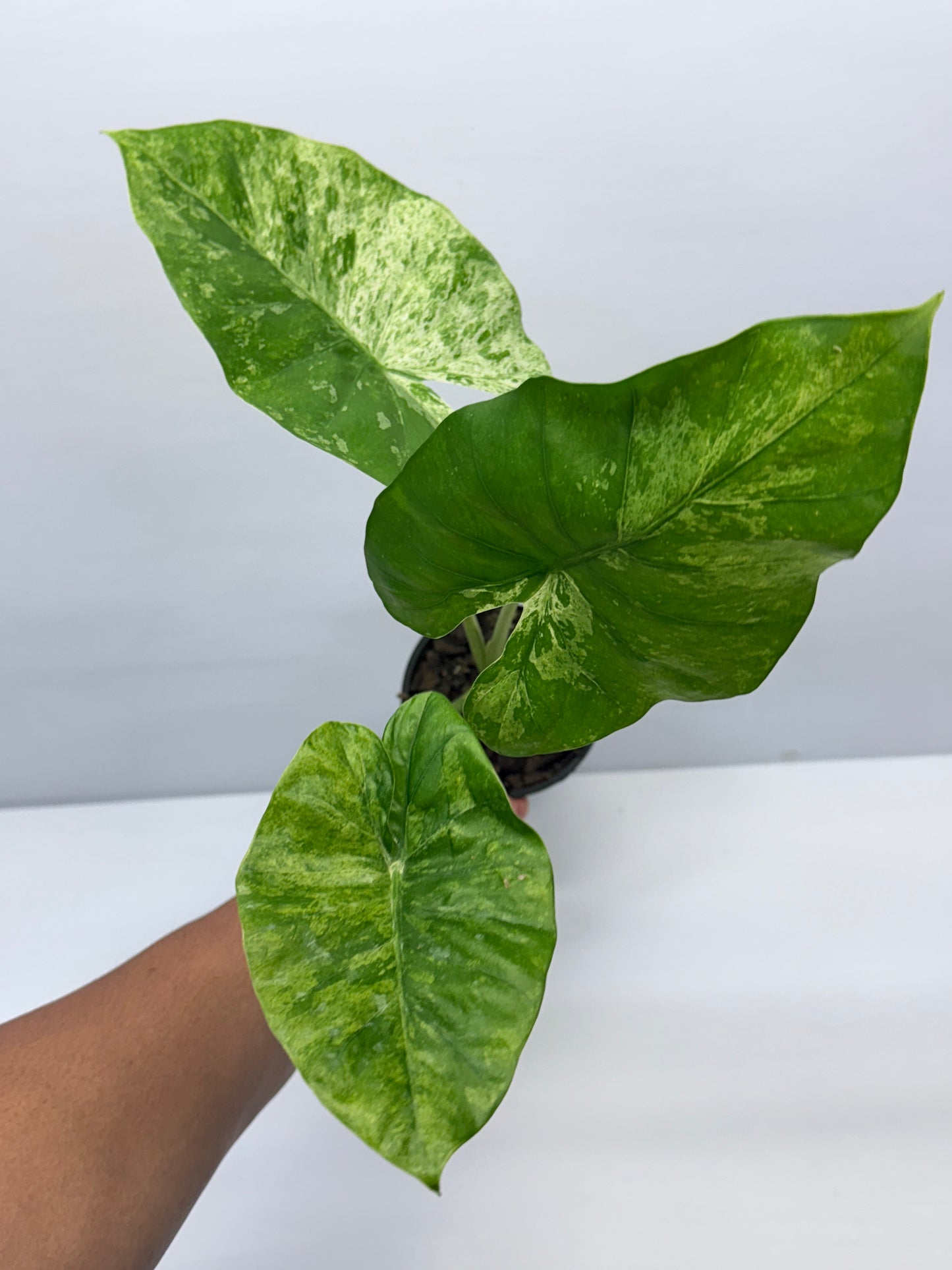 Alocasia Macrorrhiza Camouflage Q7