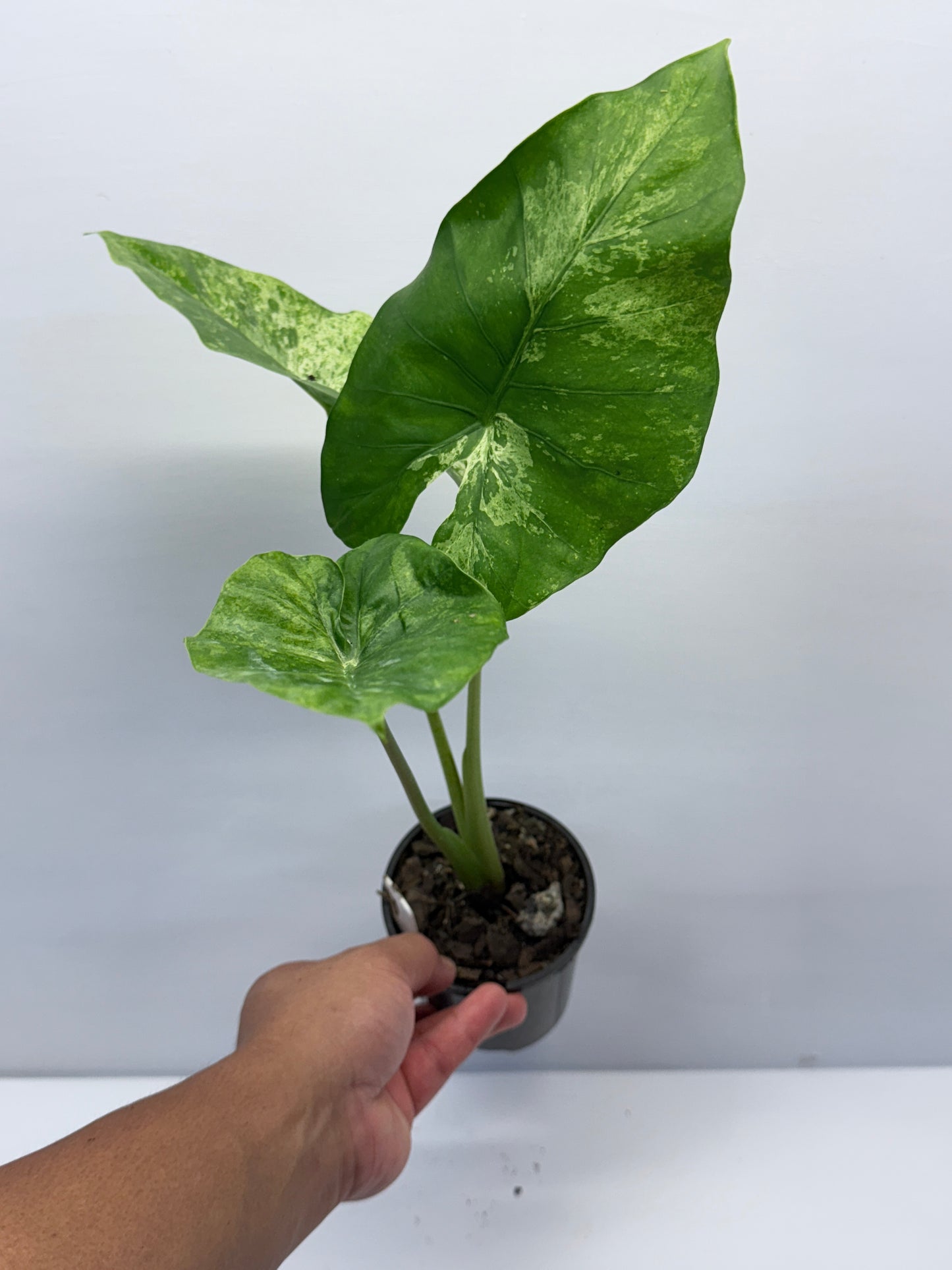 Alocasia Macrorrhiza Camouflage Q7