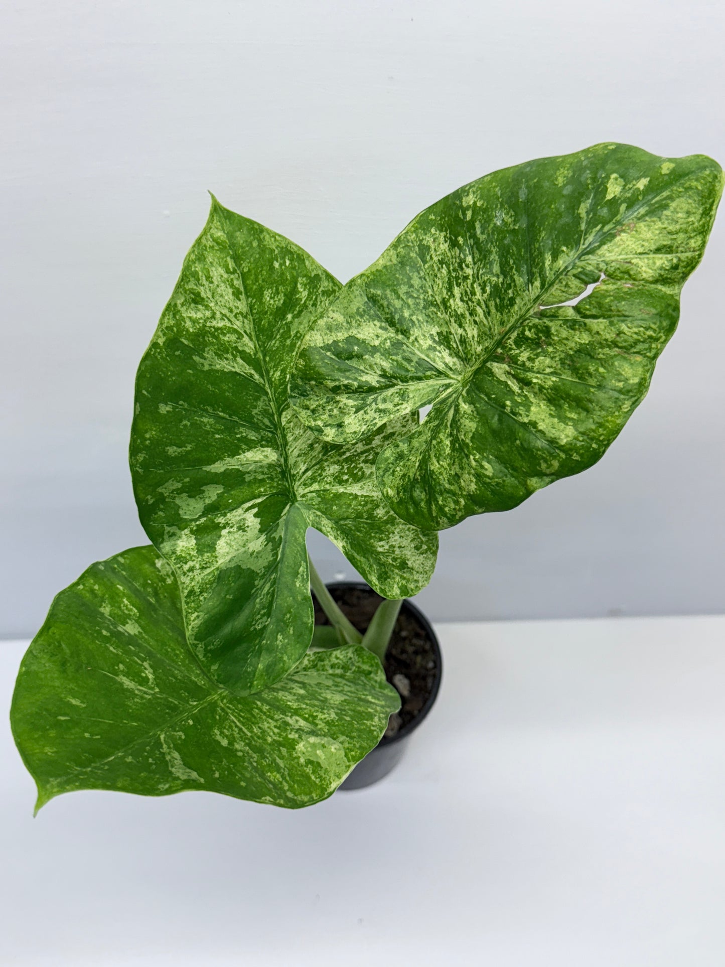 Alocasia Macrorrhiza Batik Q8