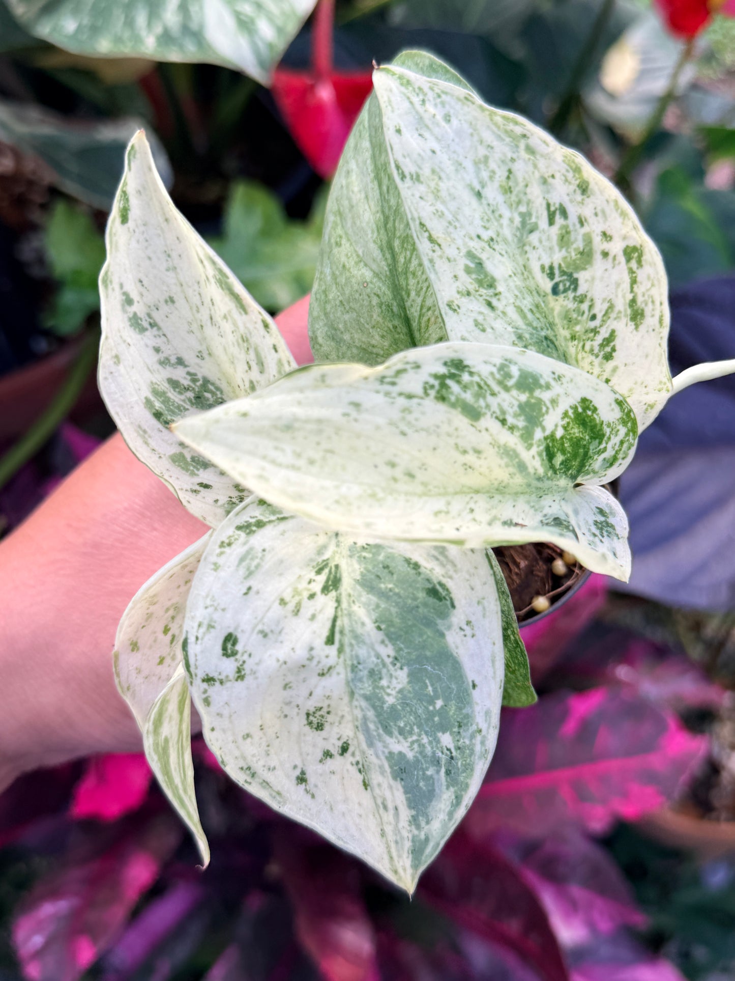 Scindapsus Jade Satin Marble Variegata Q31