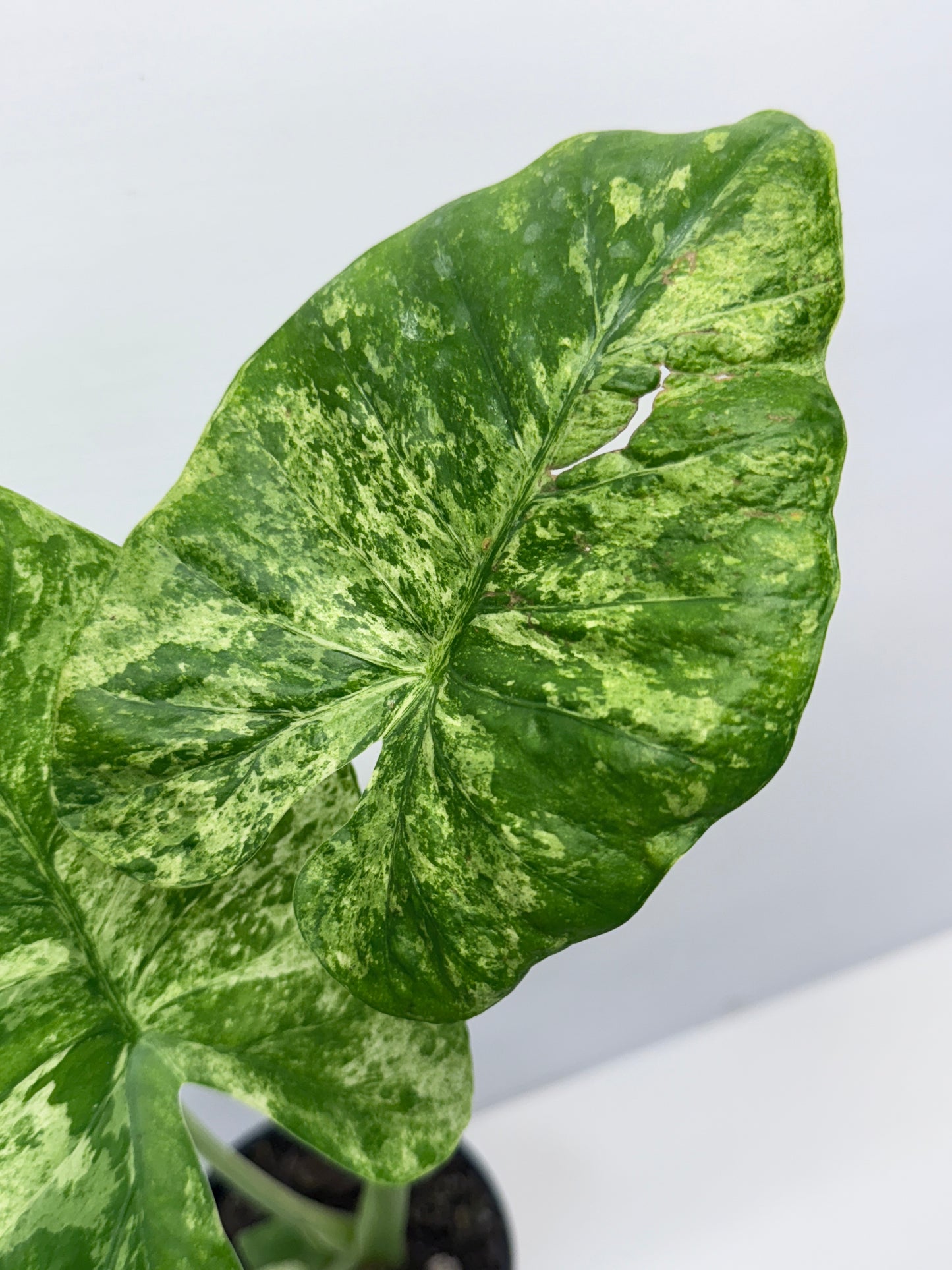 Alocasia Macrorrhiza Batik Q8