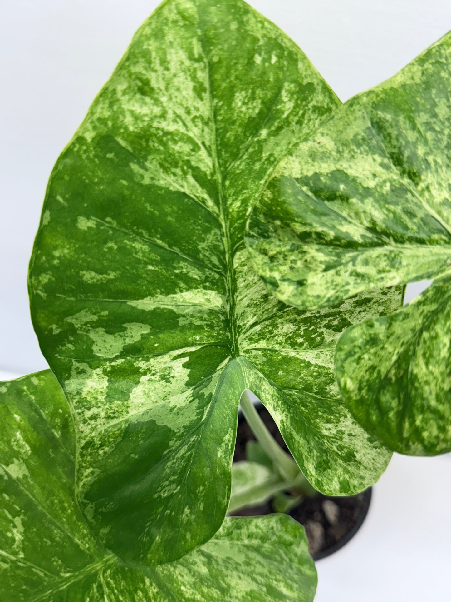 Alocasia Macrorrhiza Batik Q8
