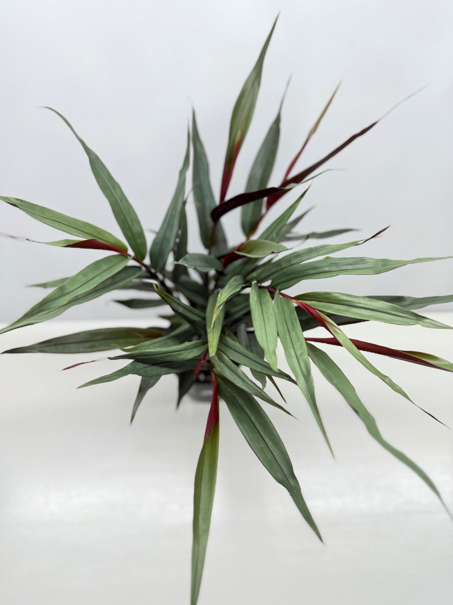 Alpinia lutescens Red Rubin Y17