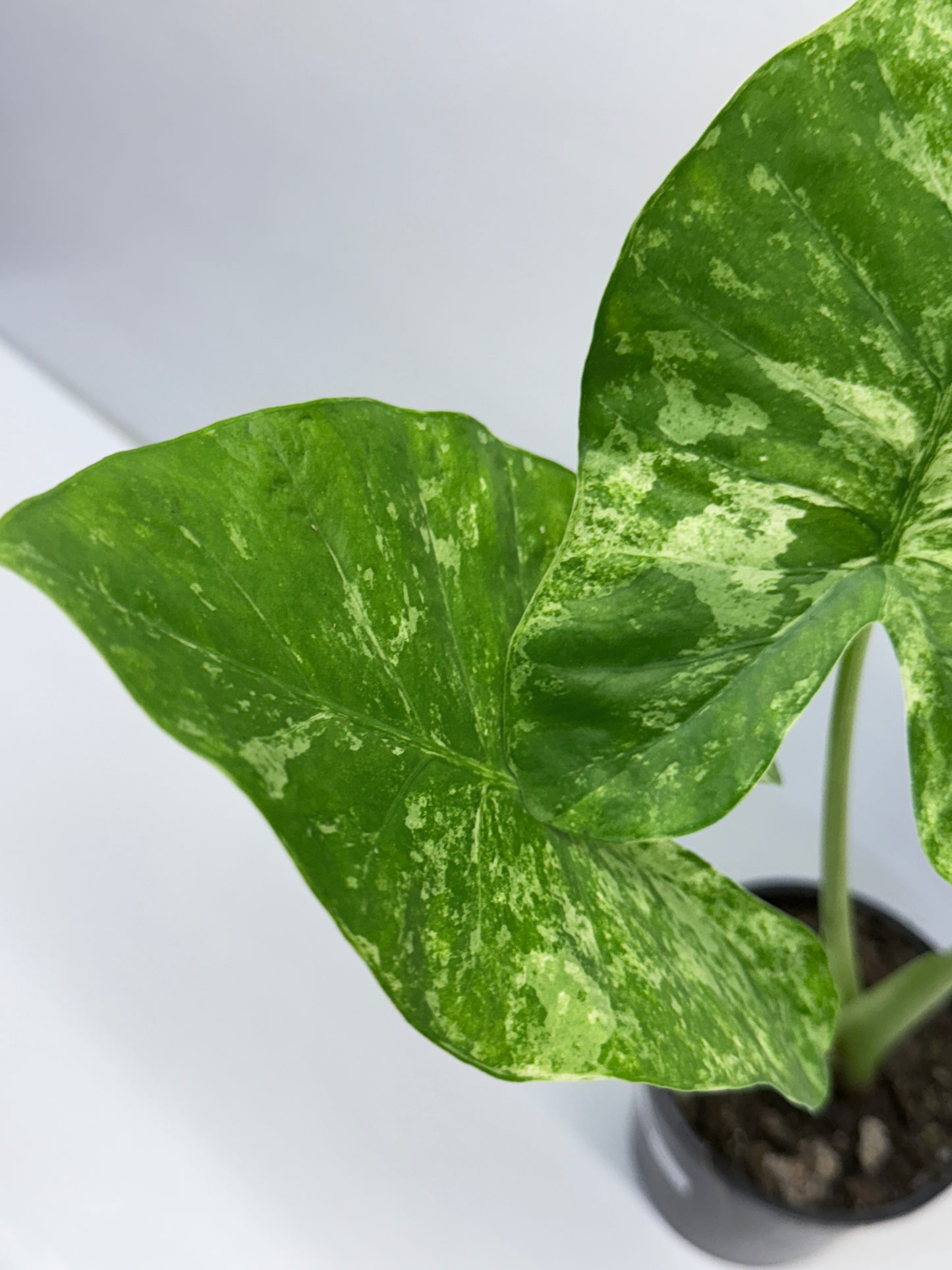 Alocasia Macrorrhiza Batik Q8