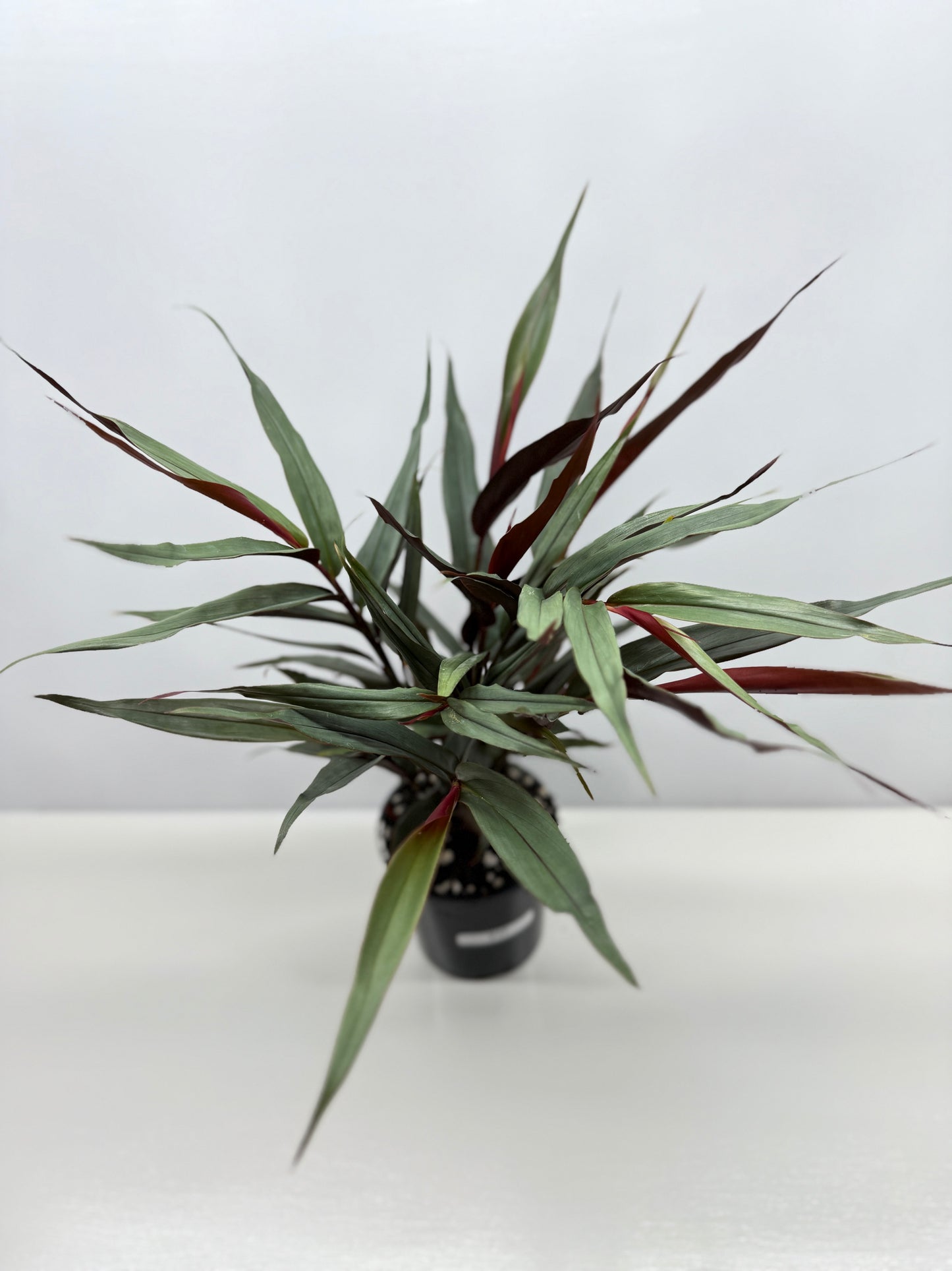 Alpinia lutescens Red Rubin Y17