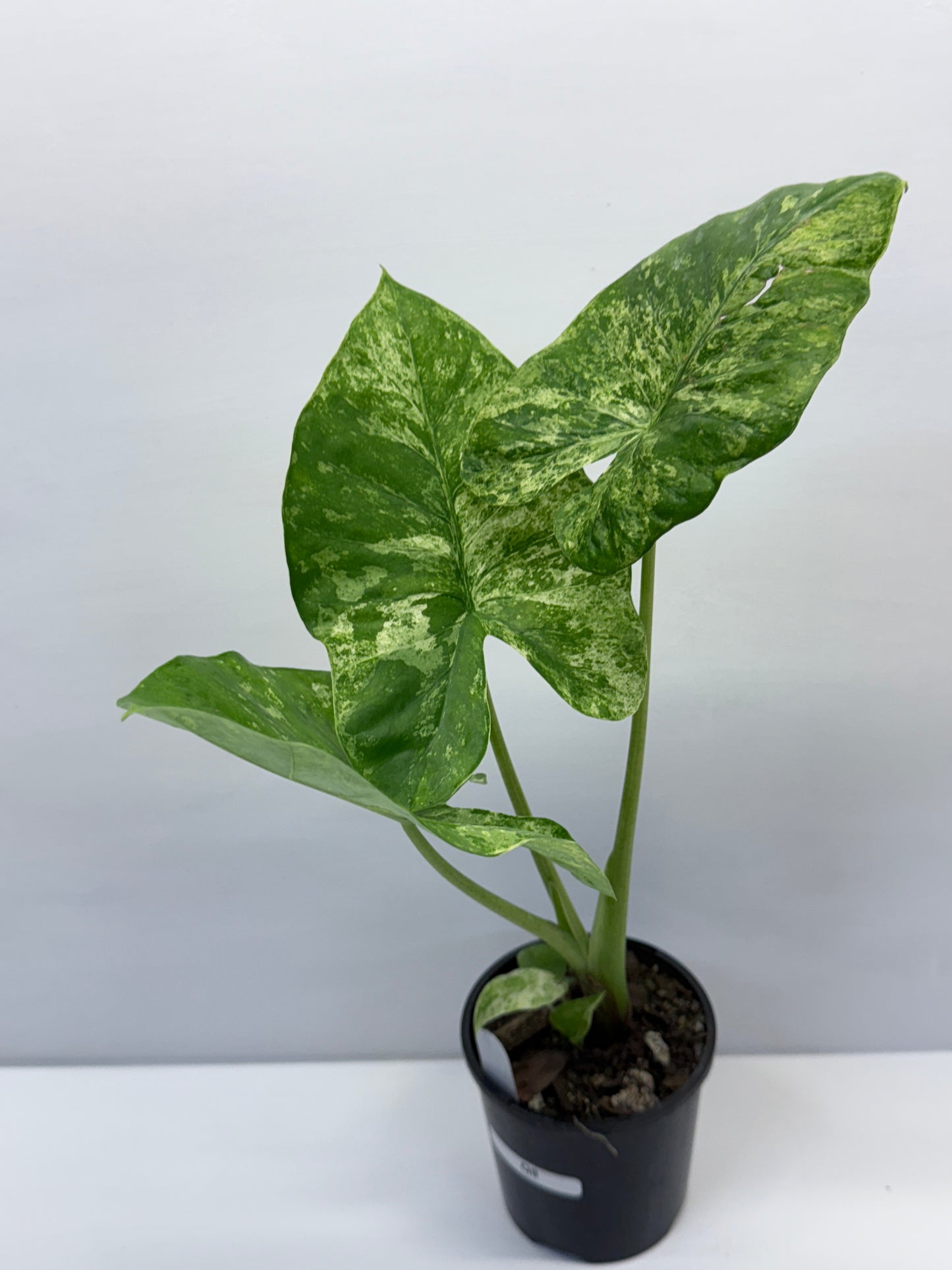 Alocasia Macrorrhiza Batik Q8