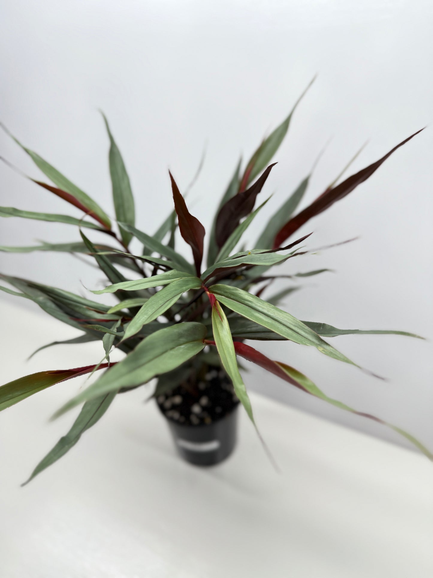 Alpinia lutescens Red Rubin Y17