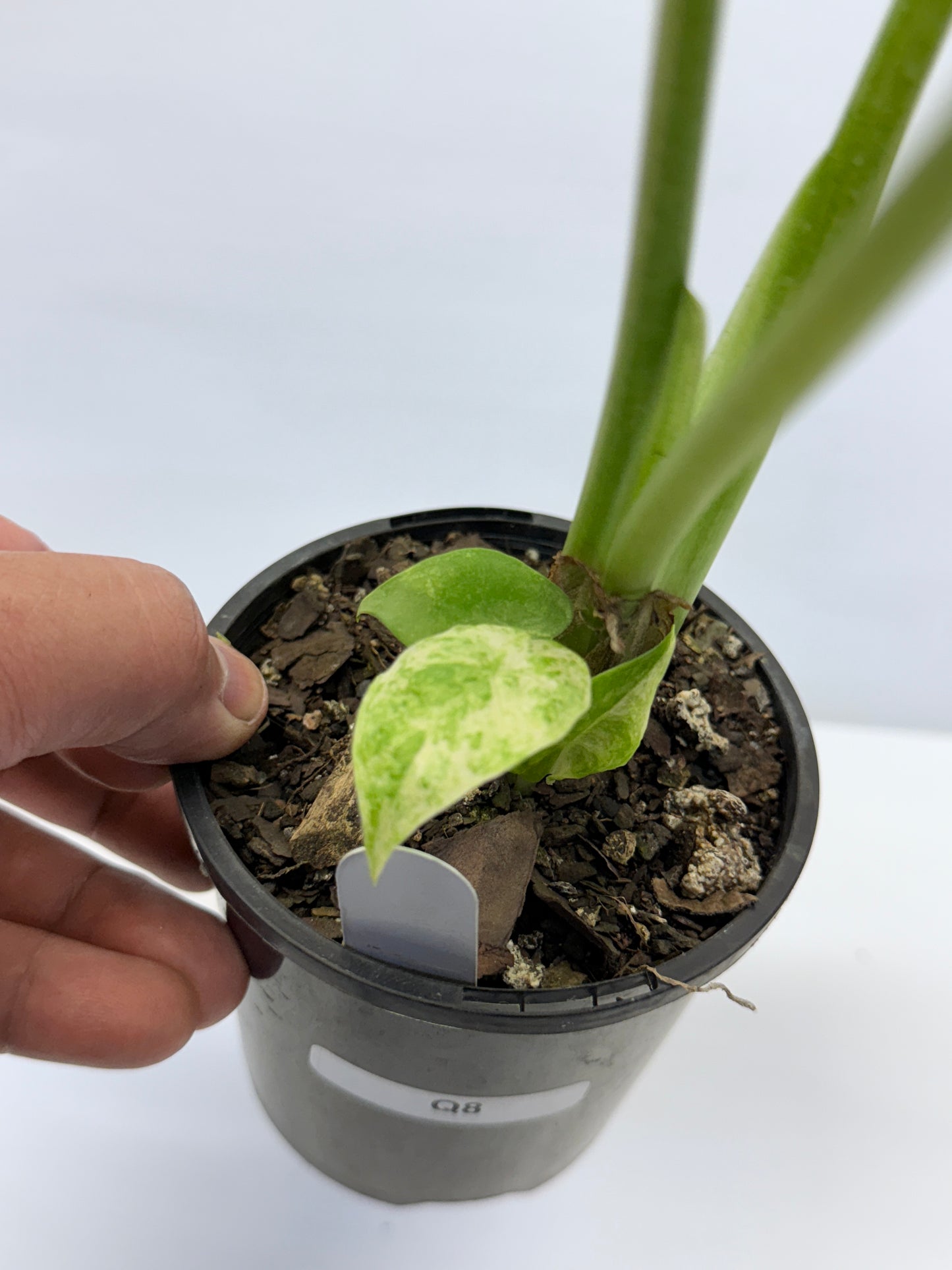 Alocasia Macrorrhiza Batik Q8