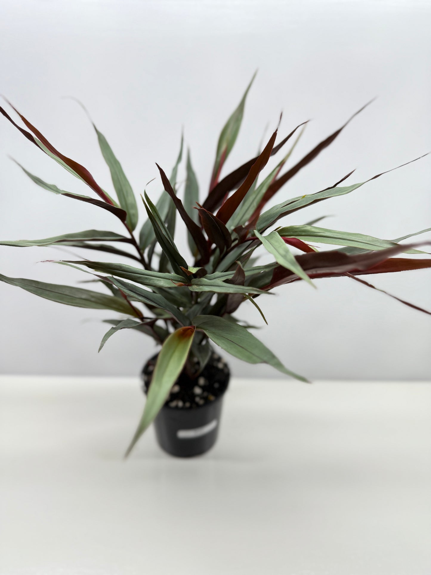 Alpinia lutescens Red Rubin Y17