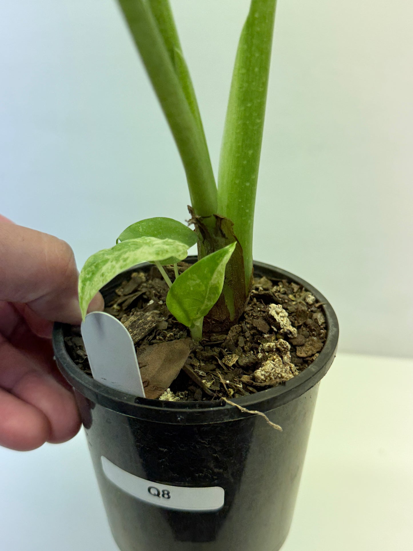 Alocasia Macrorrhiza Batik Q8