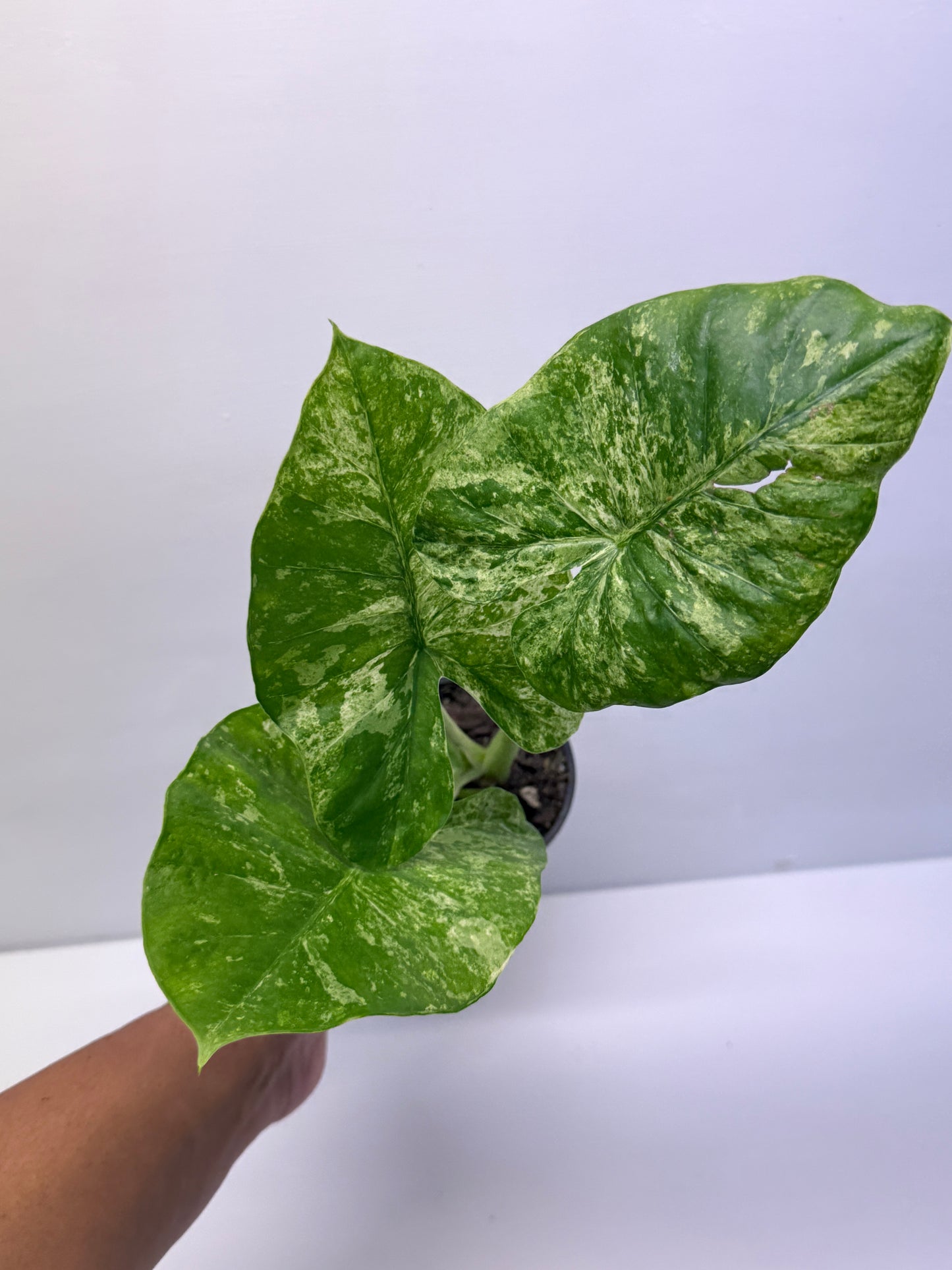 Alocasia Macrorrhiza Batik Q8