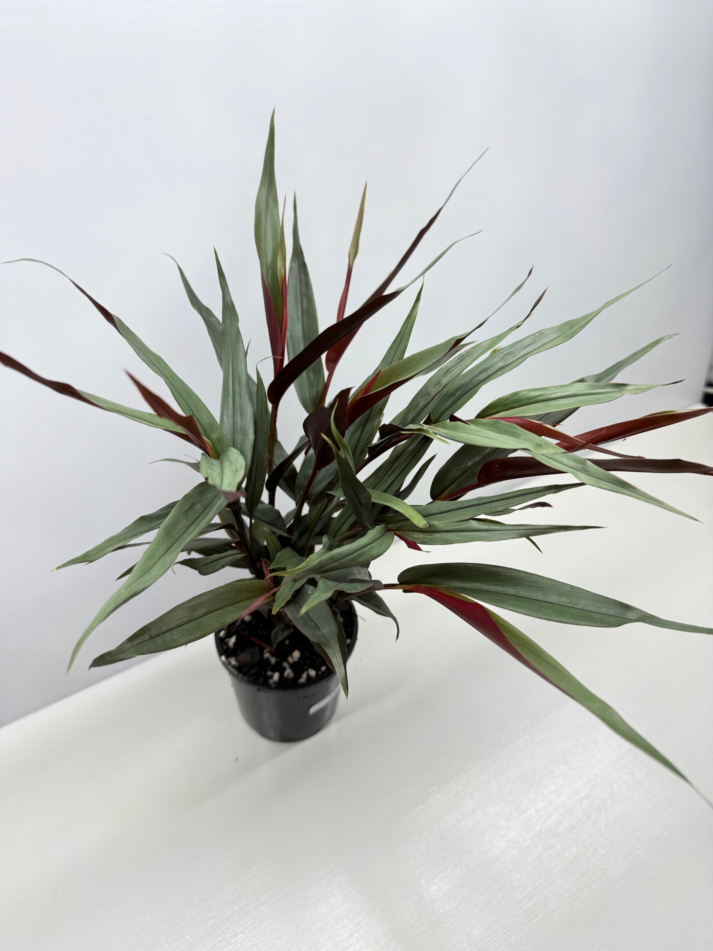 Alpinia lutescens Red Rubin Y17