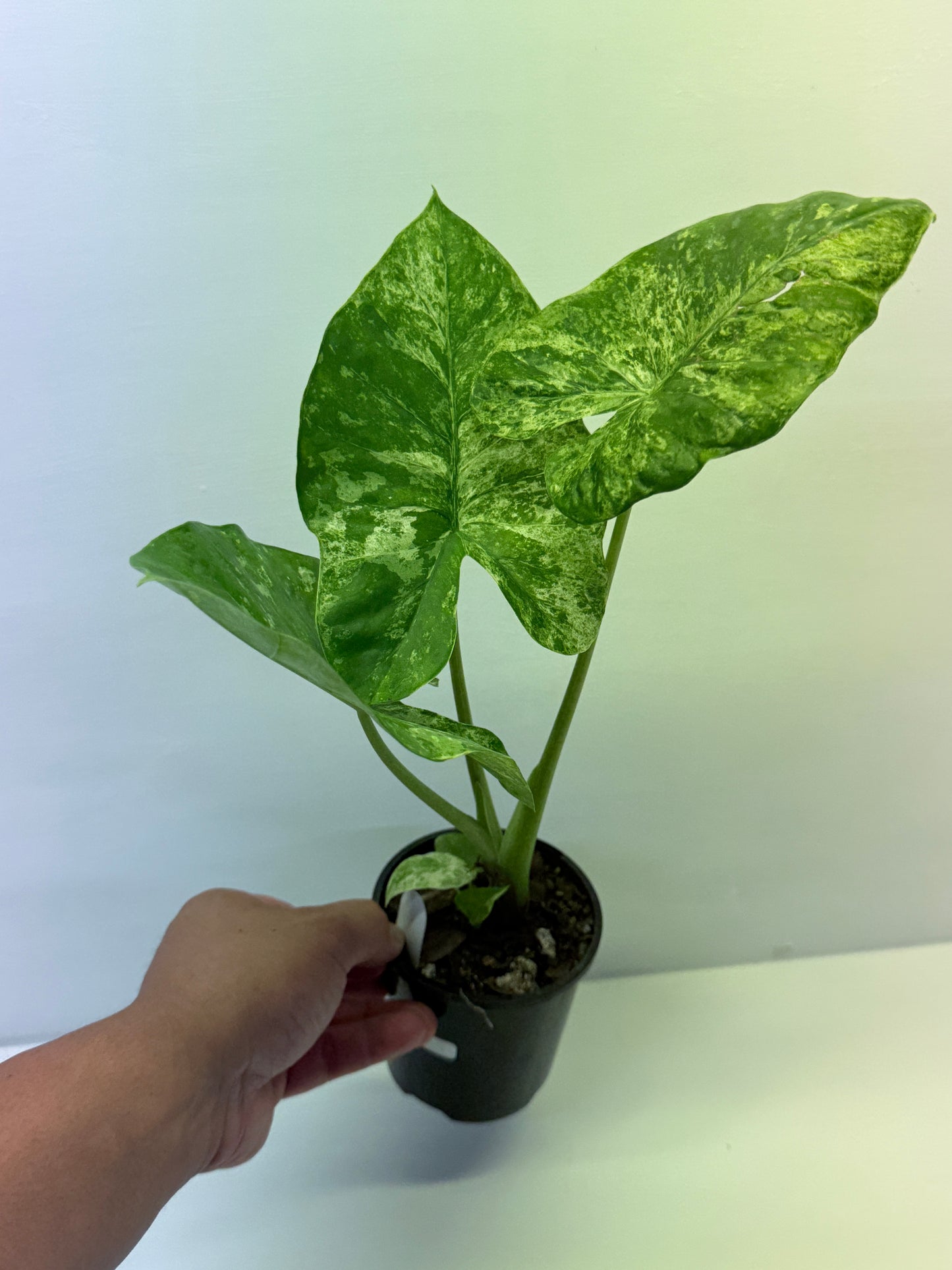 Alocasia Macrorrhiza Batik Q8