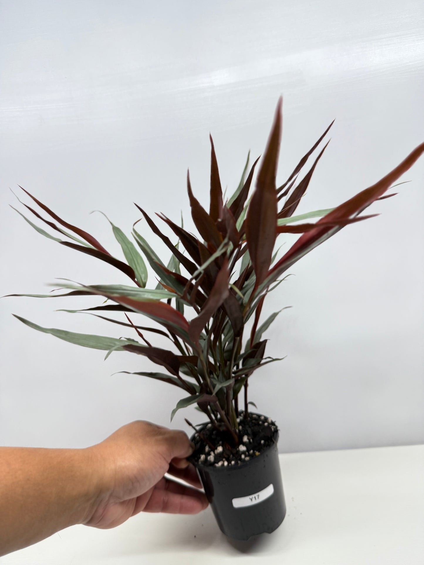 Alpinia lutescens Red Rubin Y17