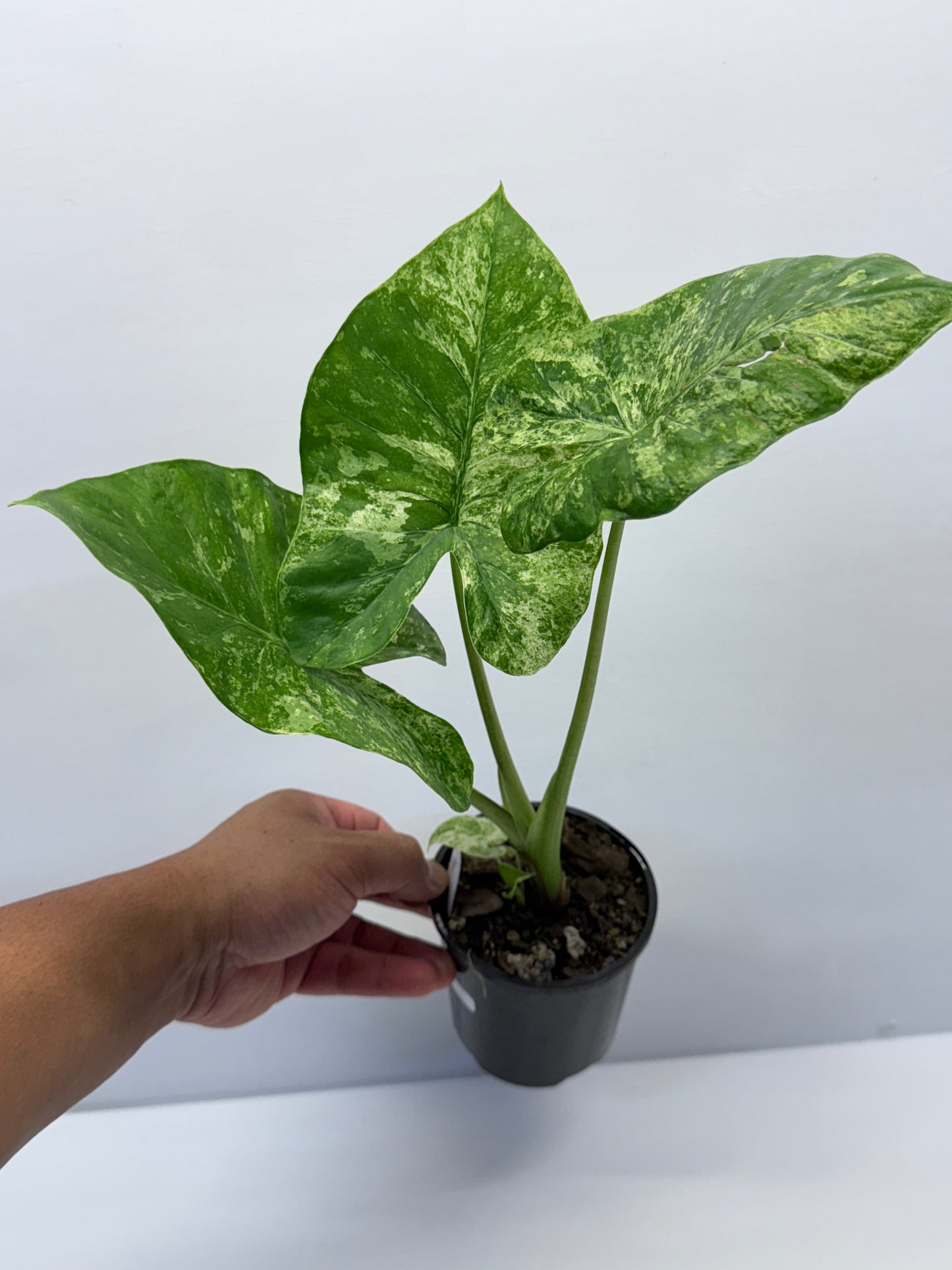 Alocasia Macrorrhiza Batik Q8