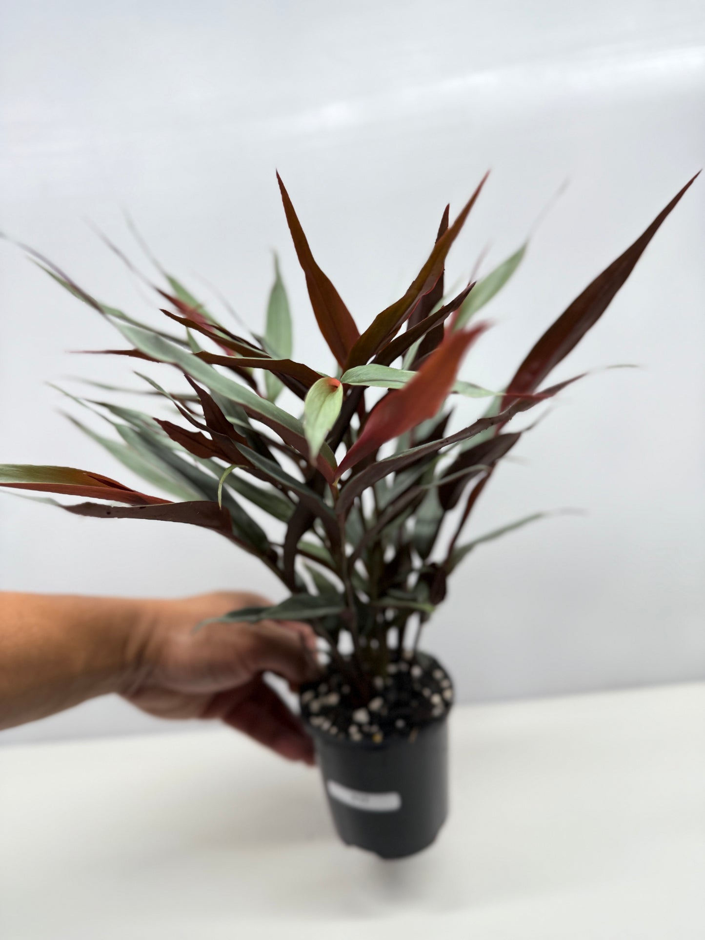 Alpinia lutescens Red Rubin Y17