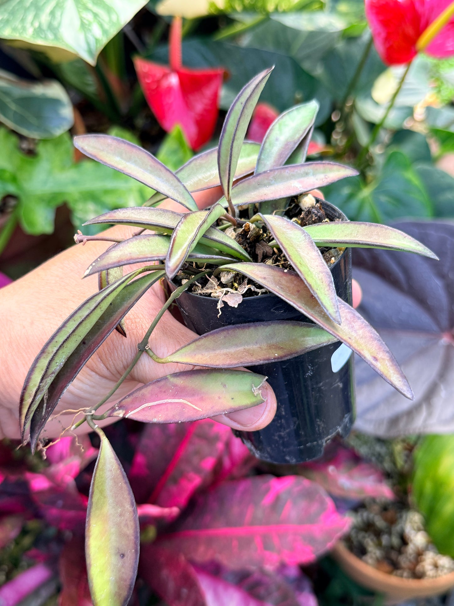Hoya 'Rosita' Q27