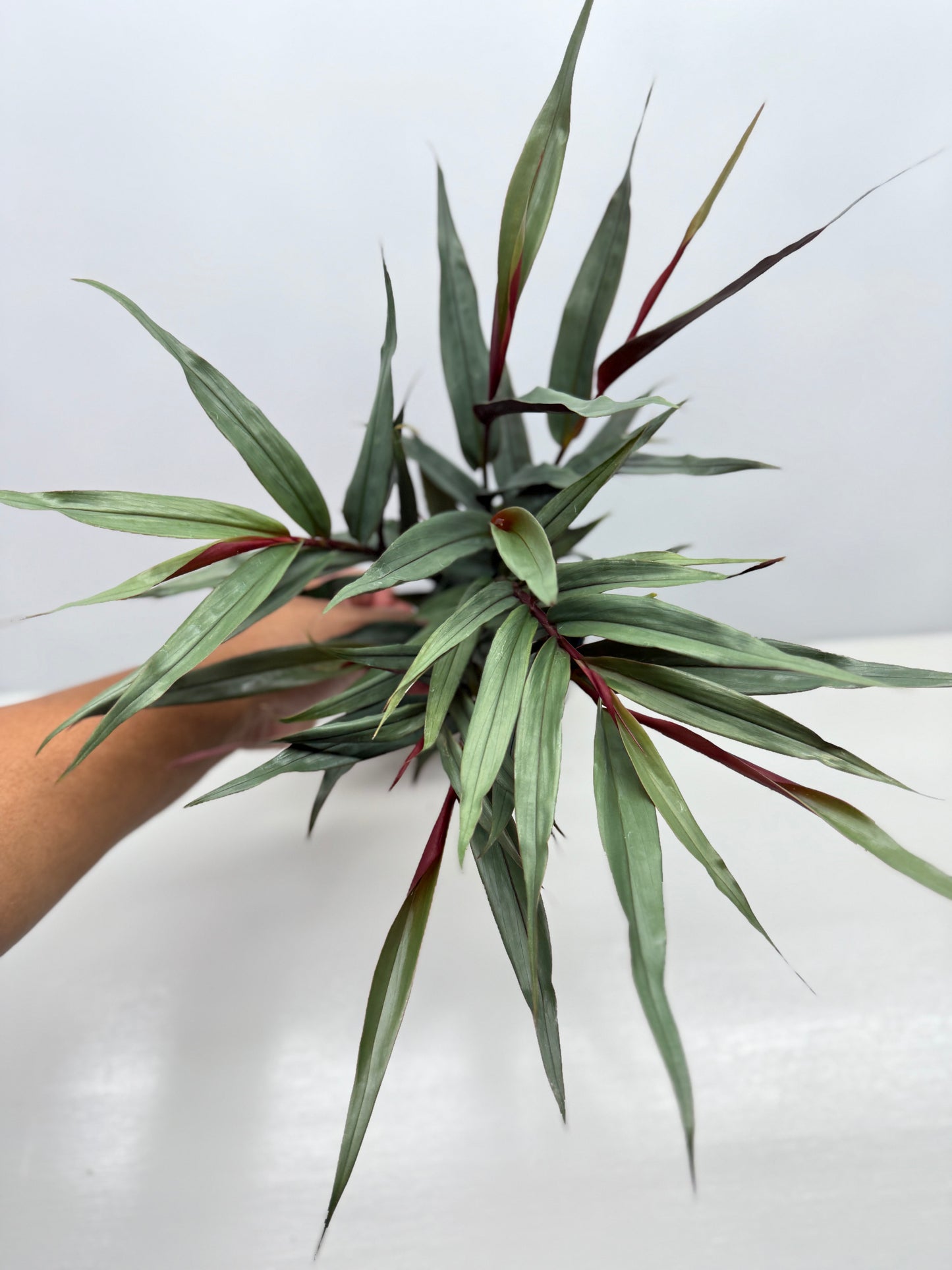 Alpinia lutescens Red Rubin Y17