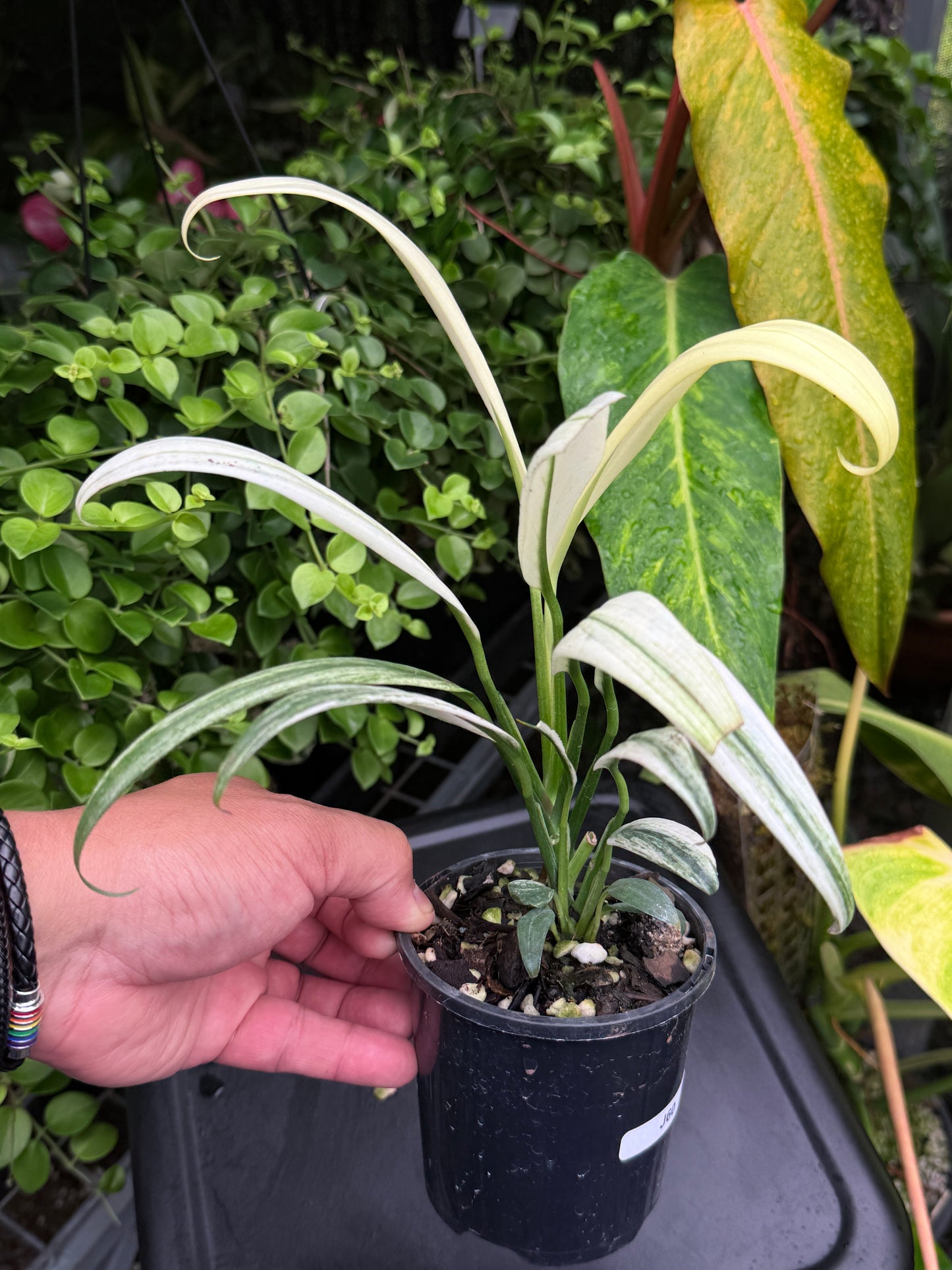 Epipremnum amplissimum 'White Variegata' J60