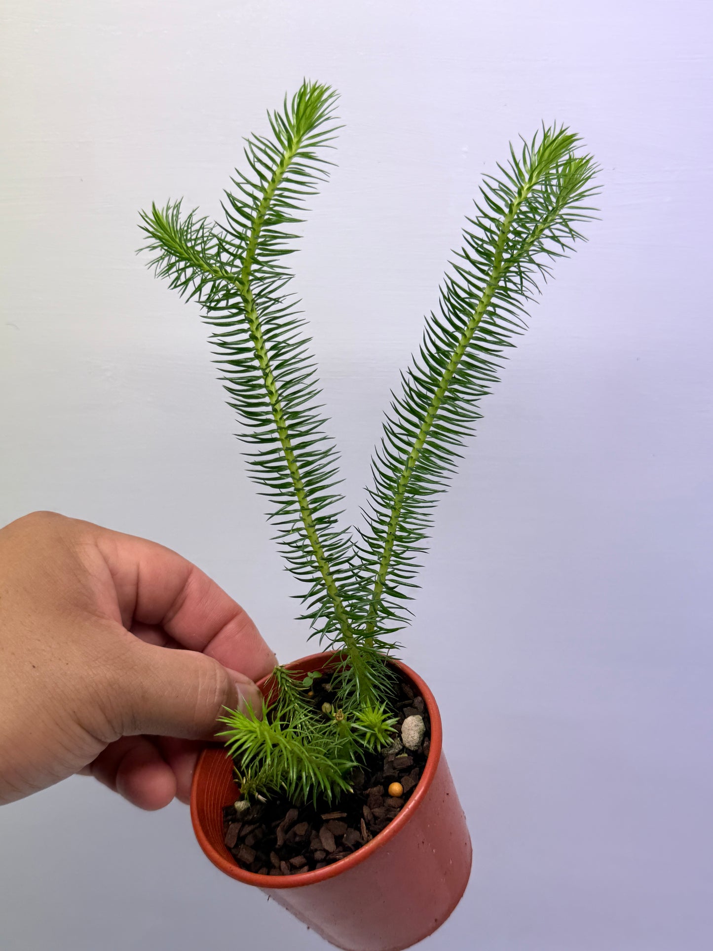 Tassel Fern P83